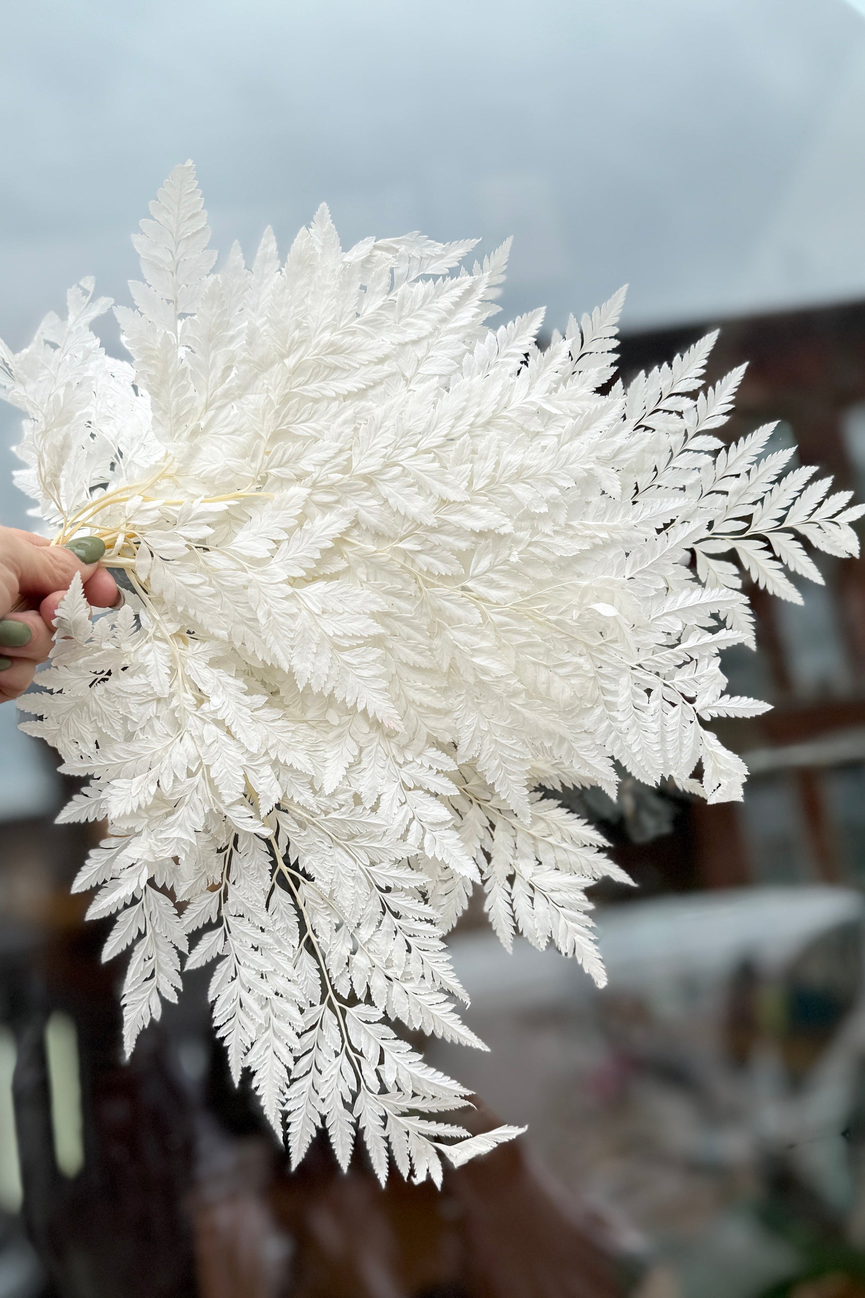 White Helecho Cuero Bleached Preserved Bunch fern leaves held by a hand against a blurred background ©Sprout Home