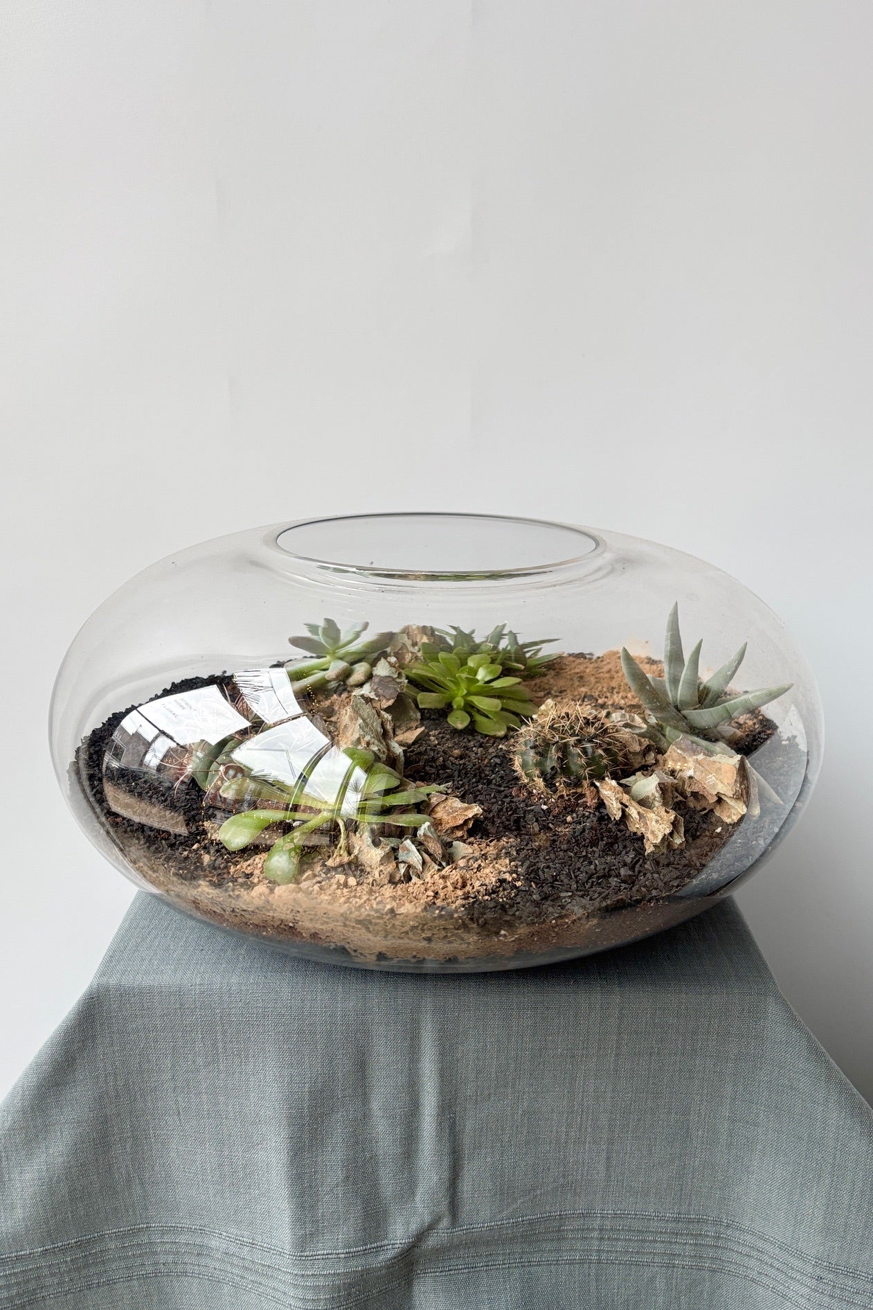 Planted glass Oblate terrarium on a grey surface against a white background. ©Sprout Home