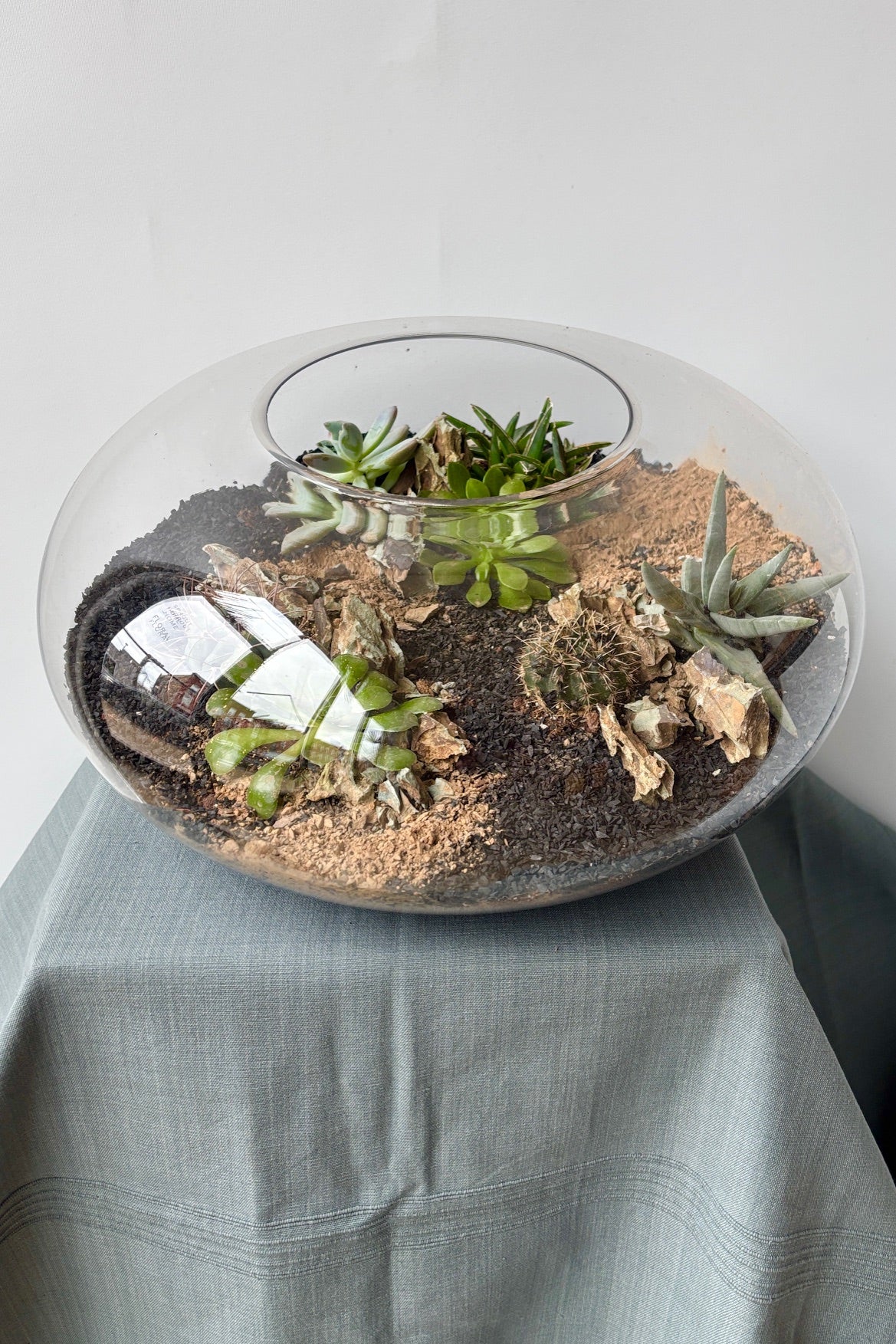 Planted glass Oblate terrarium on a grey surface against a white background. ©Sprout Home