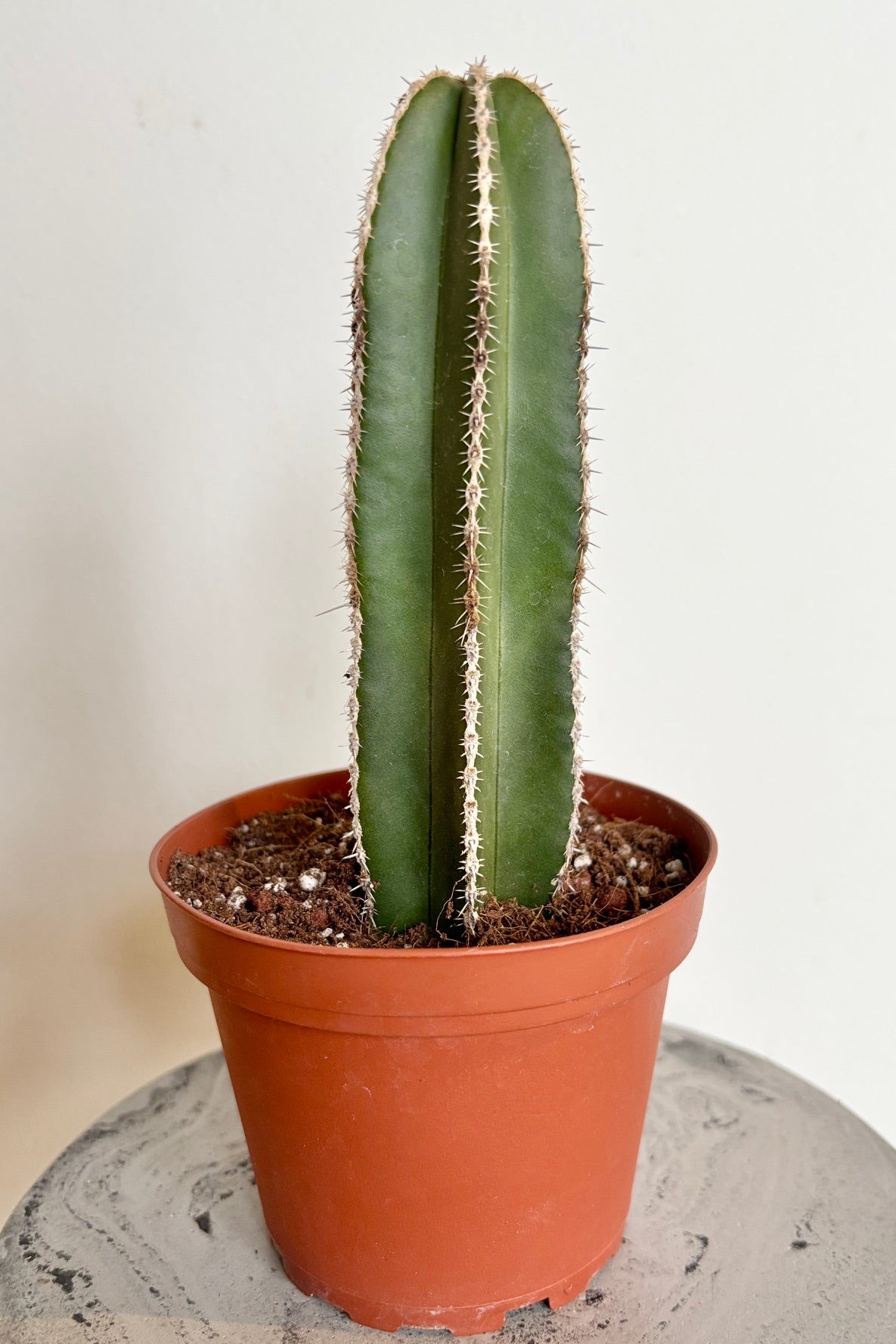 A single columnar green cactus with central spines along each rib in an orange plastic pot against a white wall. 