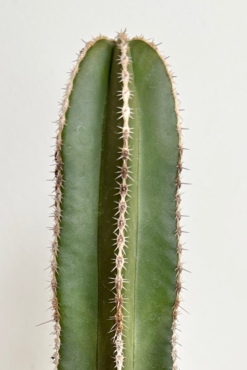 Close up of A single columnar green cactus with central spines along each rib against a white wall. 