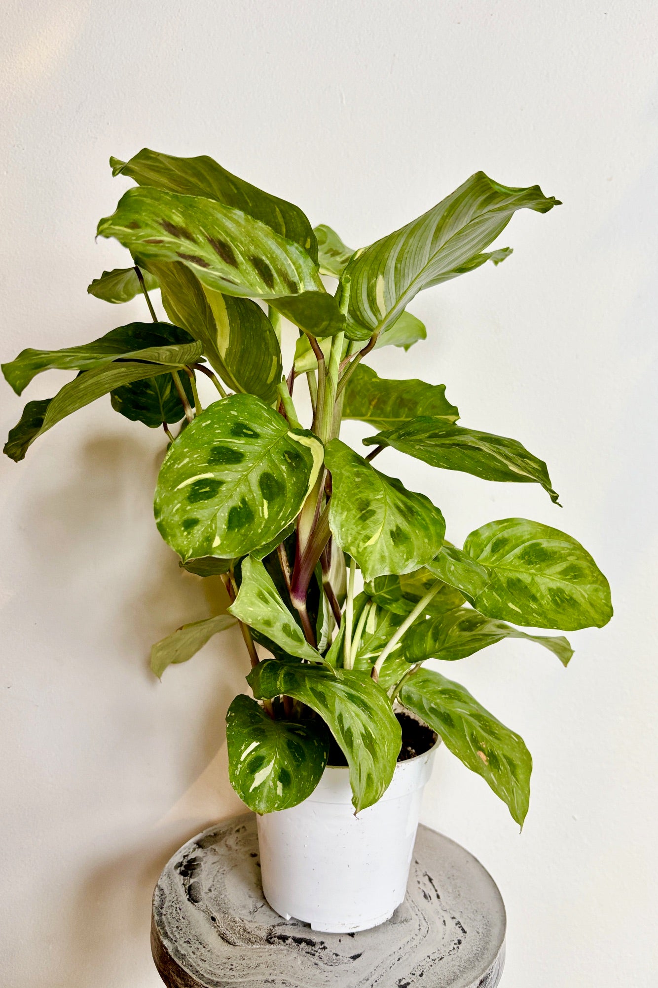 Maranta with oval shaped green leaves with dark green or red spots along each side of the leaf specked with white or yellow variegation against a white wall. 