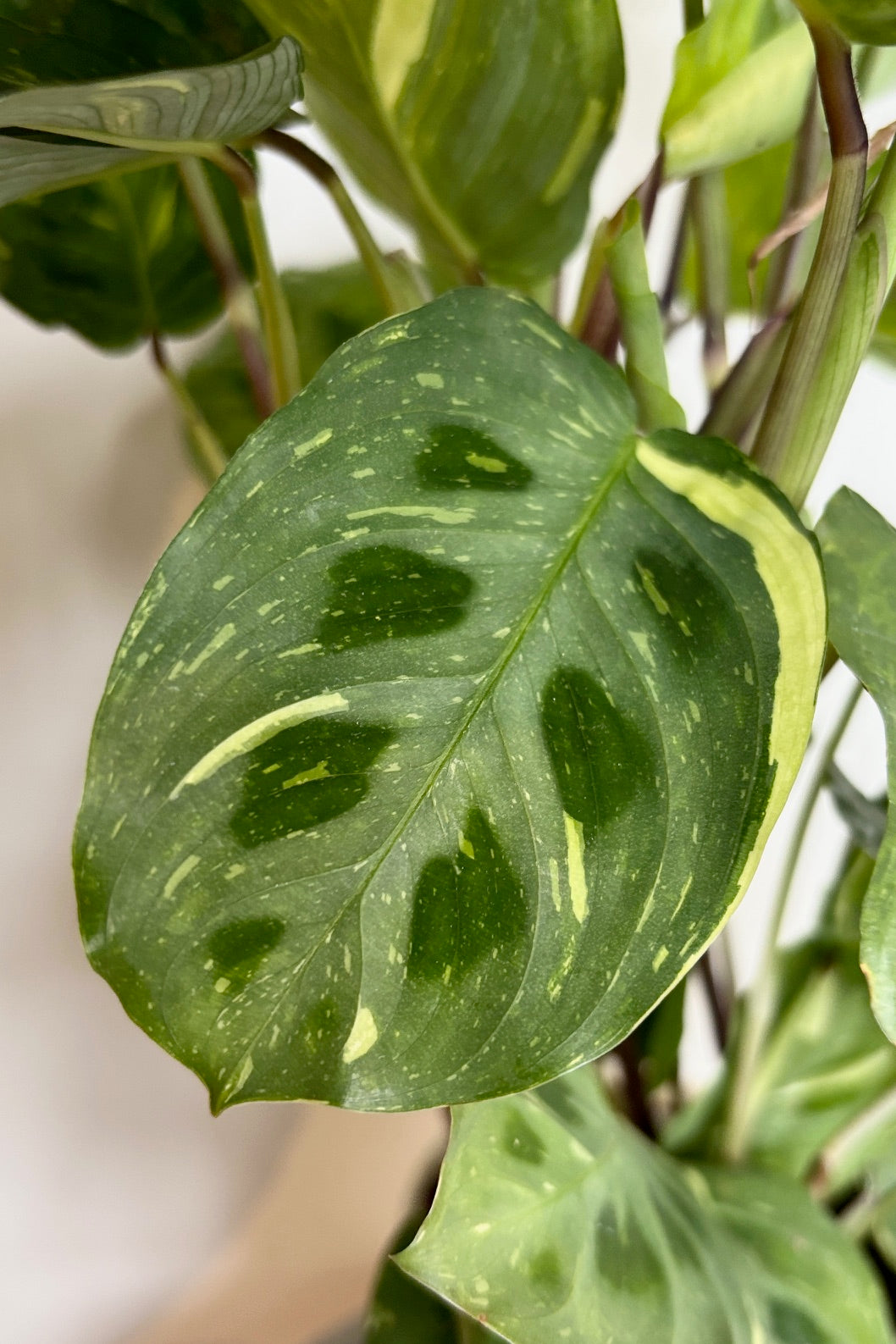 Close up of maranta with oval shaped green leaves with dark green or red spots along each side of the leaf specked with white or yellow variegation against a white wall. 