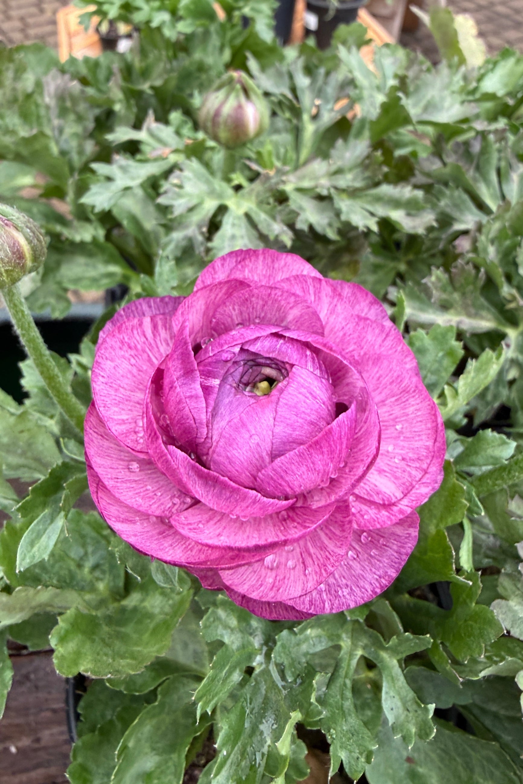 Ranunculus 'Sprinkles Violet' flower up close ©Sprout Home
