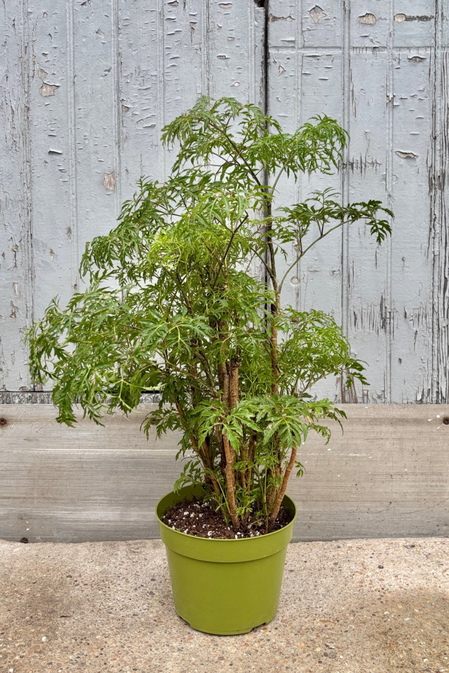 Ming Aralia multi trunk plant with lacy, green leaves against a grey wall