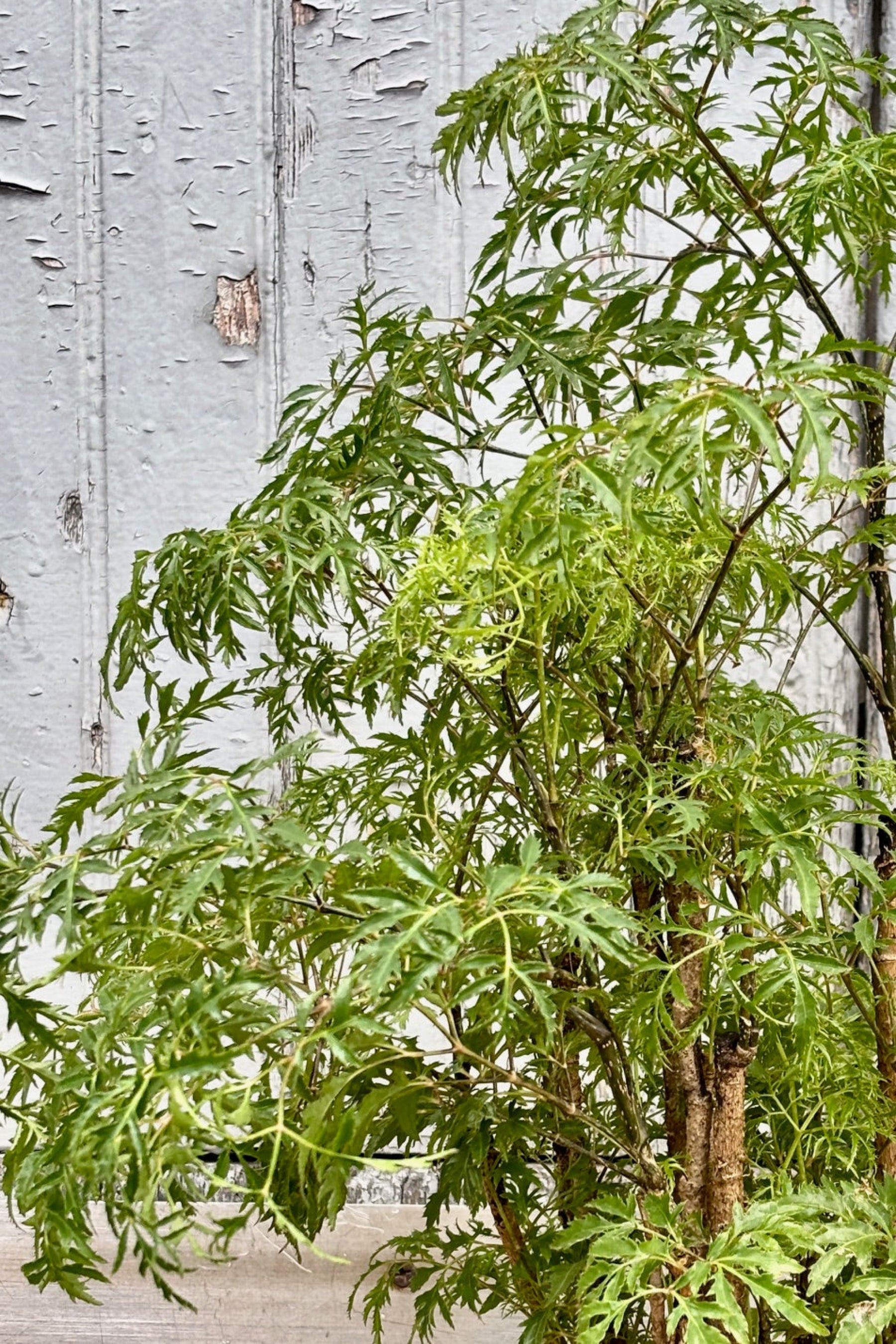 Close up of Ming Aralia multi trunk plant with lacy, green leaves against a grey wall