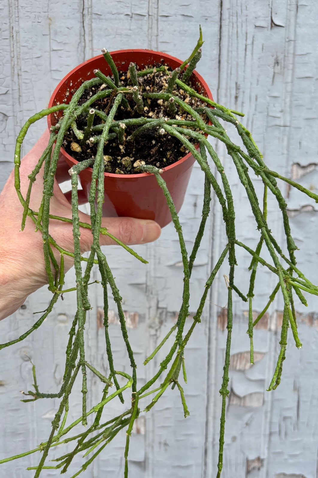 Cynanchum marnierianum, better known as stick plant in a 4" pot against a grey wall. 