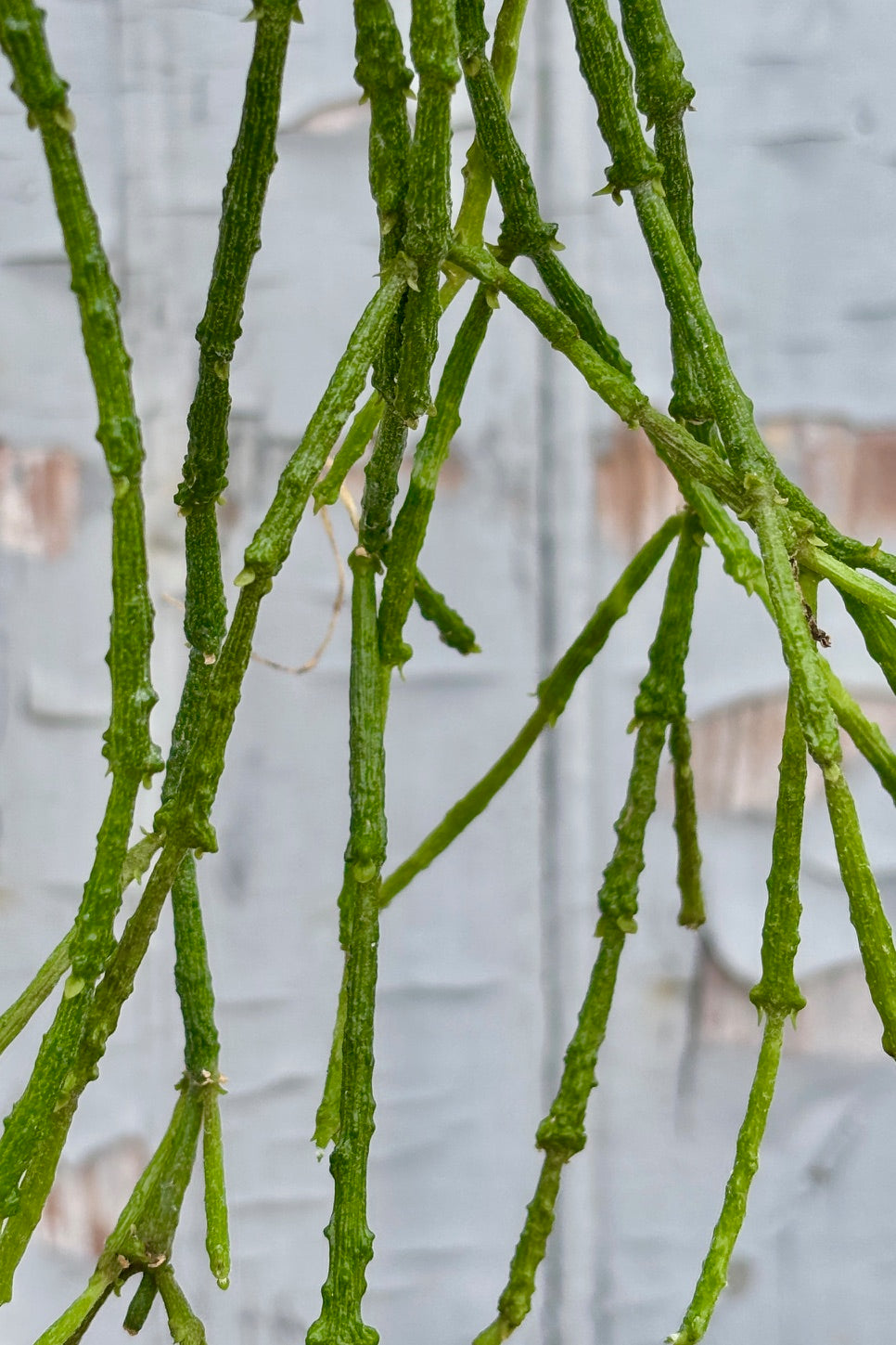 Close up of Cynanchum marnierianum with thin, green, segmented stems in front of a grey wall.
