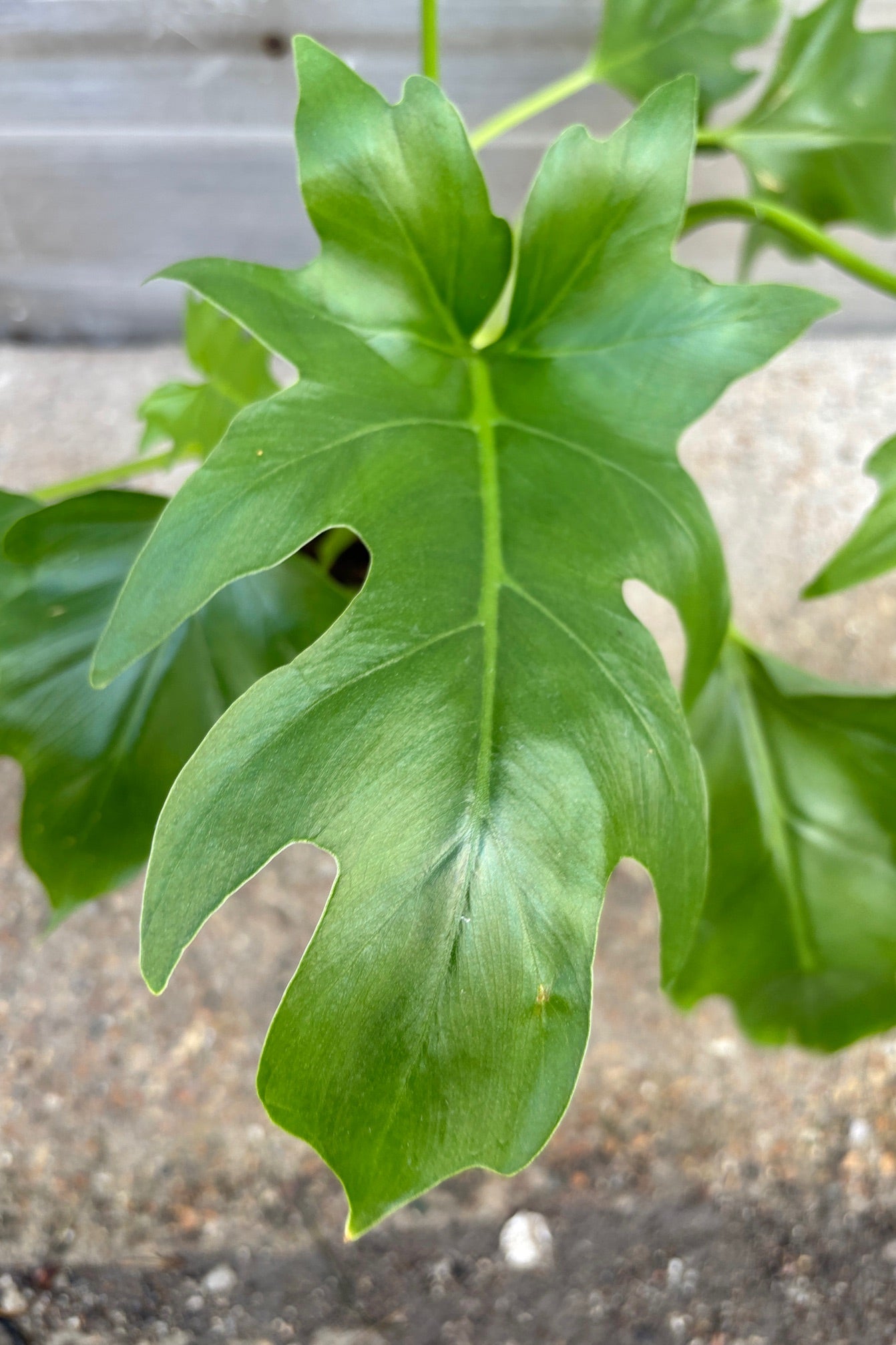 Close up of Philodendron warscewiczii with a pinnantely lobed leaf against cement background