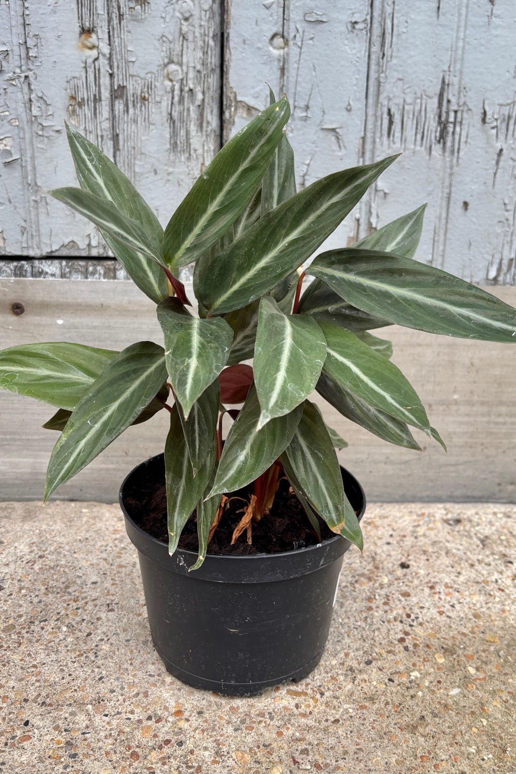 Stromanthe sanguinea with green lancolate leaves with a white stripe in the center in a 6" pot against a grey wall