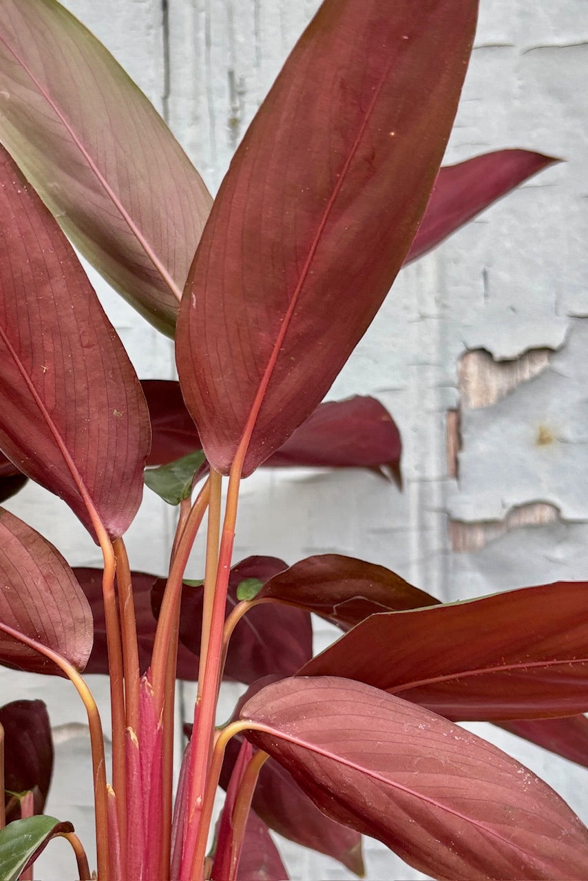 Backside of Stromanthe sanguinea showing red coloring on backs of leaves and stems. 