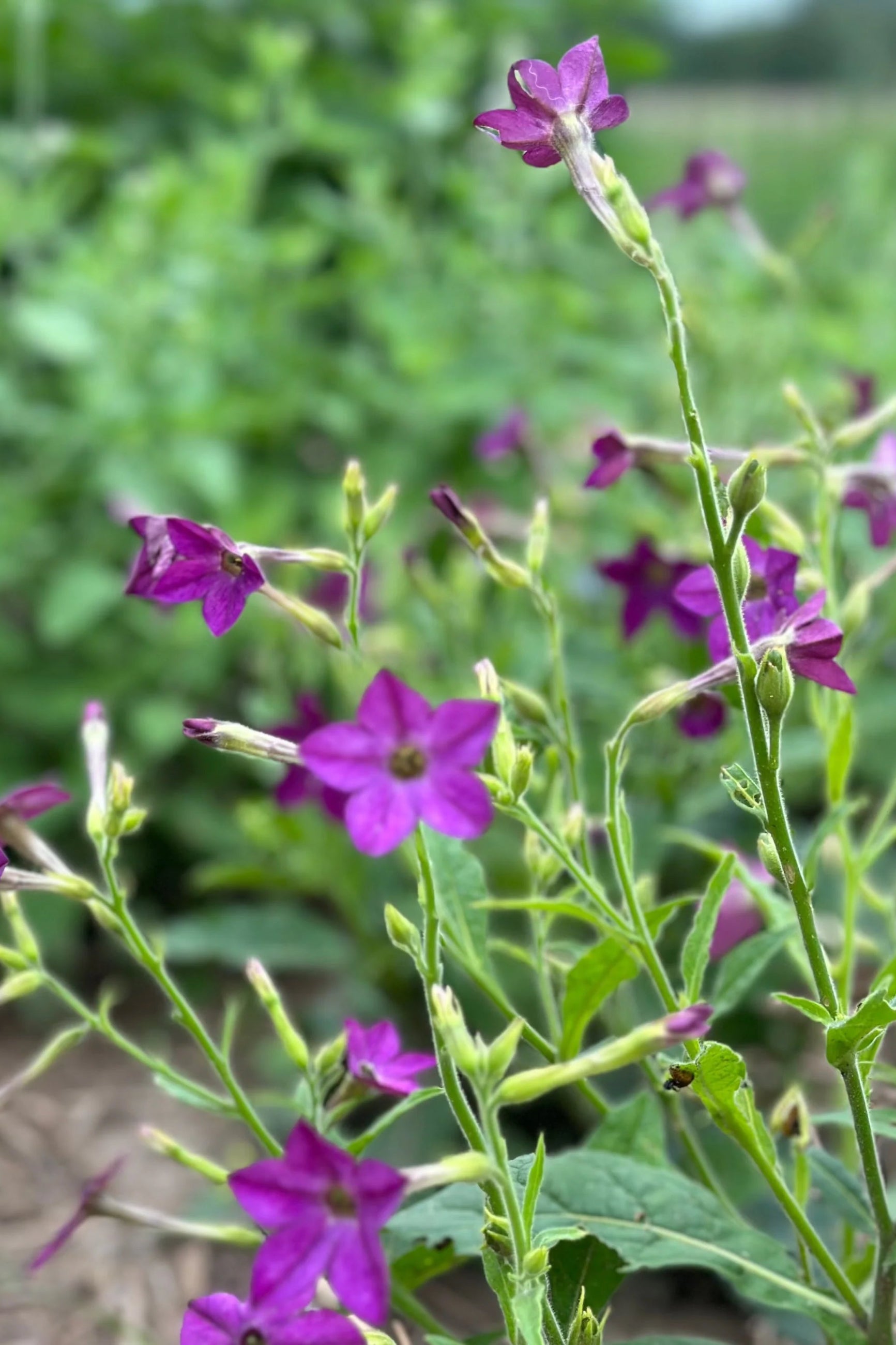 Purple Nicotiana flowers with green leaves on a blurred natural background ©Hudson Valley Seed Co.