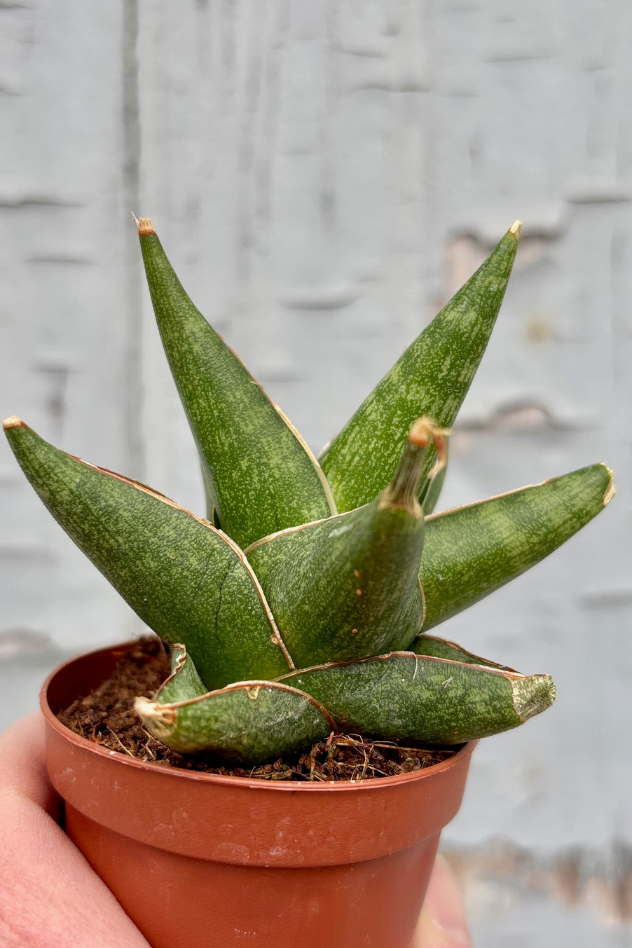 Sansevieria 'Prabu' with stout and sharply pointed leaves, mottled green with a brown margin against a grey background