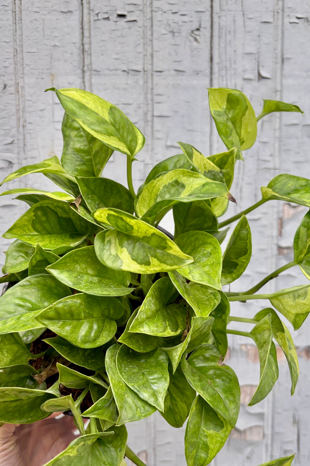 Epipremnum aureum 'Lemon Meringue' 6" plant with green leaves and yellow markings against a grey wall