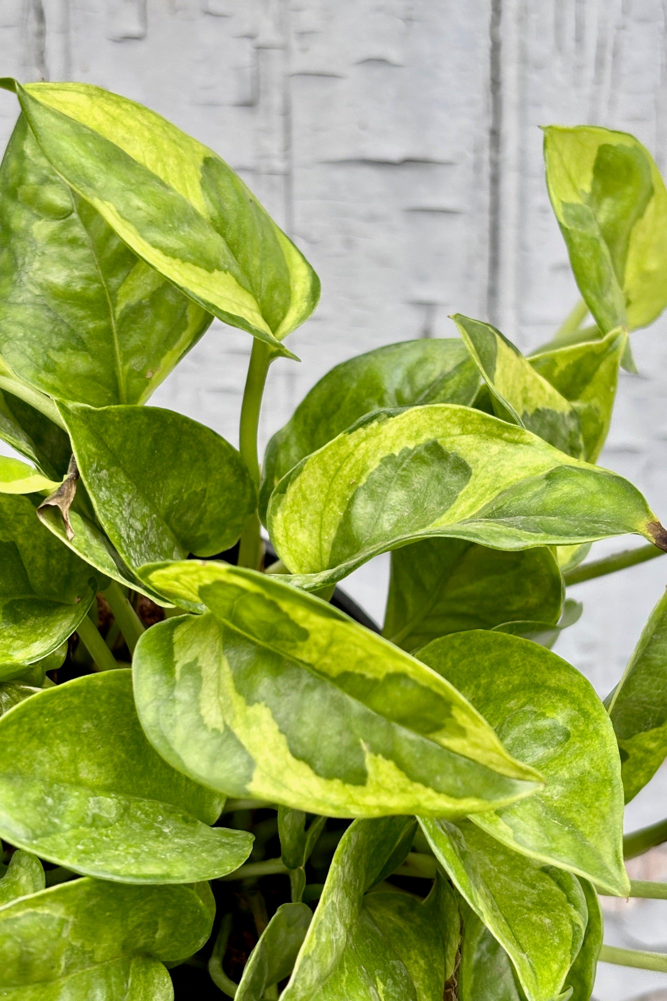 Close up of the leaves of Epipremnum aureum 'Lemon Meringue' 6" with green leaves and yellow markings against a grey wall