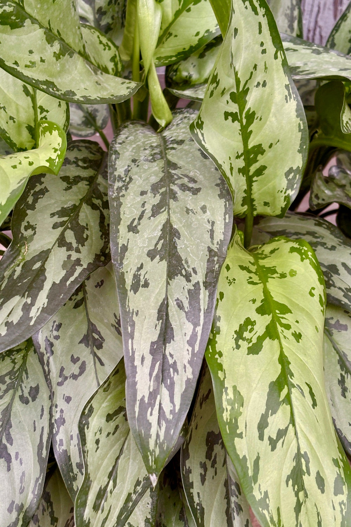 Close up of Aglaonema Romeo light green lanceolate leaves with dark green markings throughout