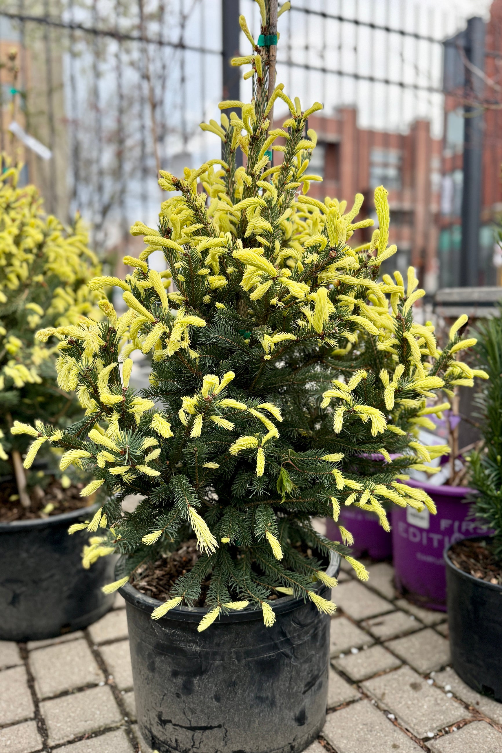 Potted Picea glauca 'Mac's Gold' conifer with yellow-tipped branches in a #3 growers pot in a garden setting ©Sprout Home