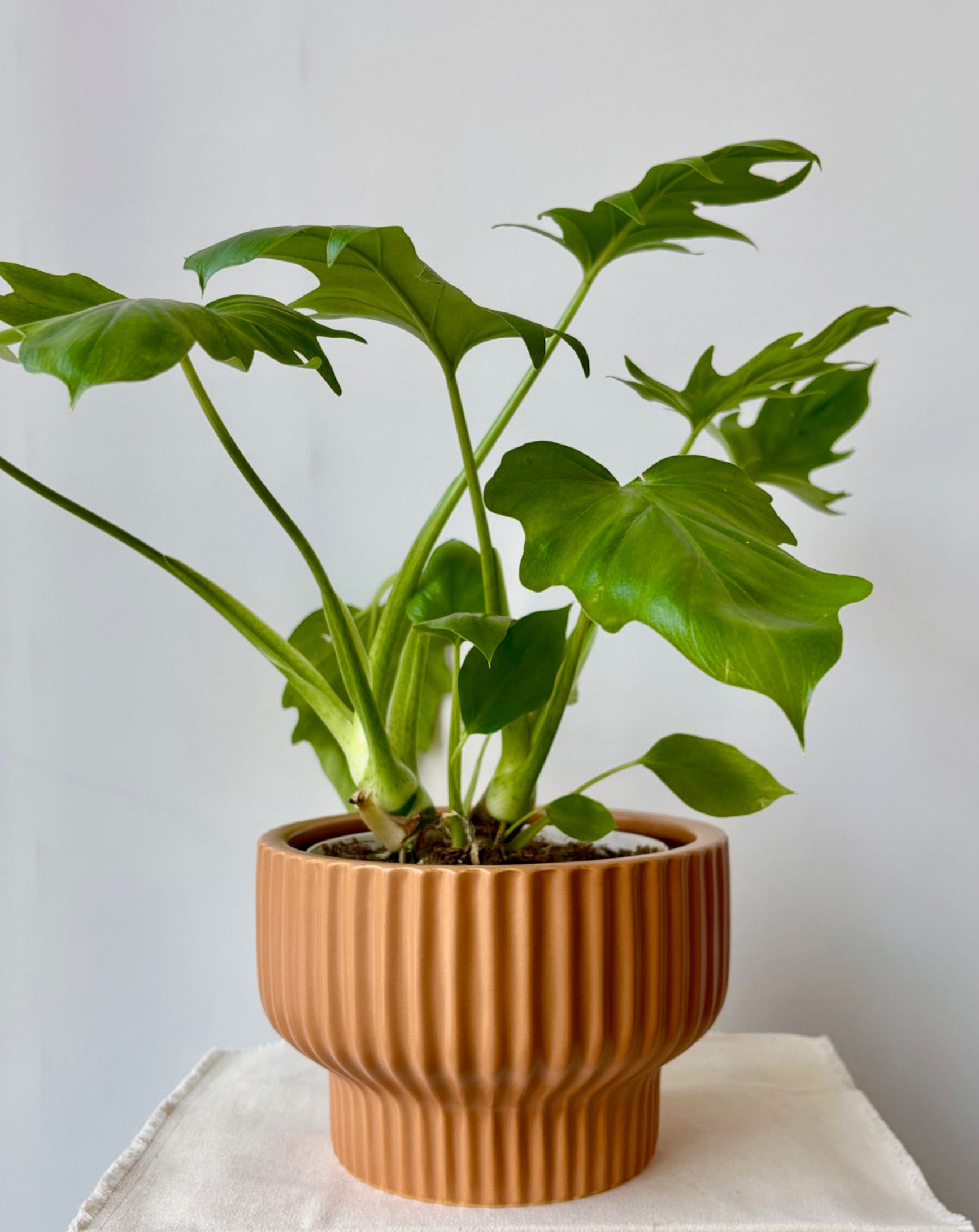 Large Ginger planter by Jungle Club displayed with a green plant against a white wall