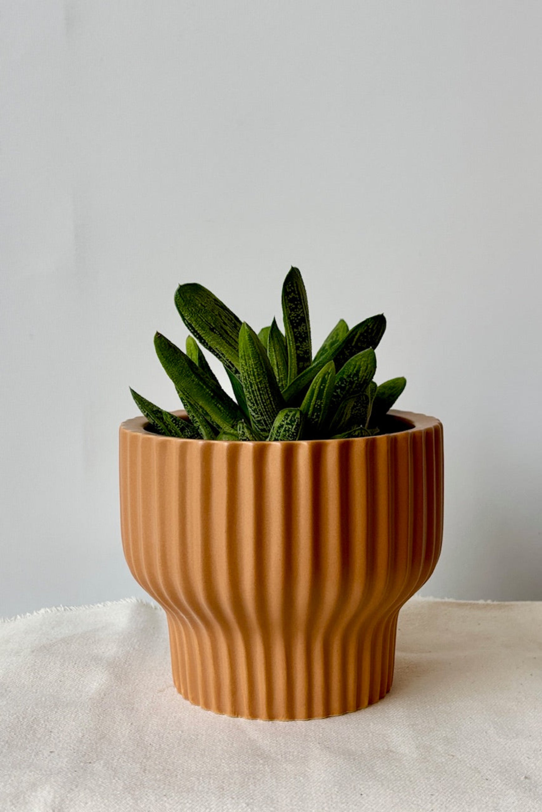 Medium ginger planter by Jungle Club displayed with a green plant against a white wall