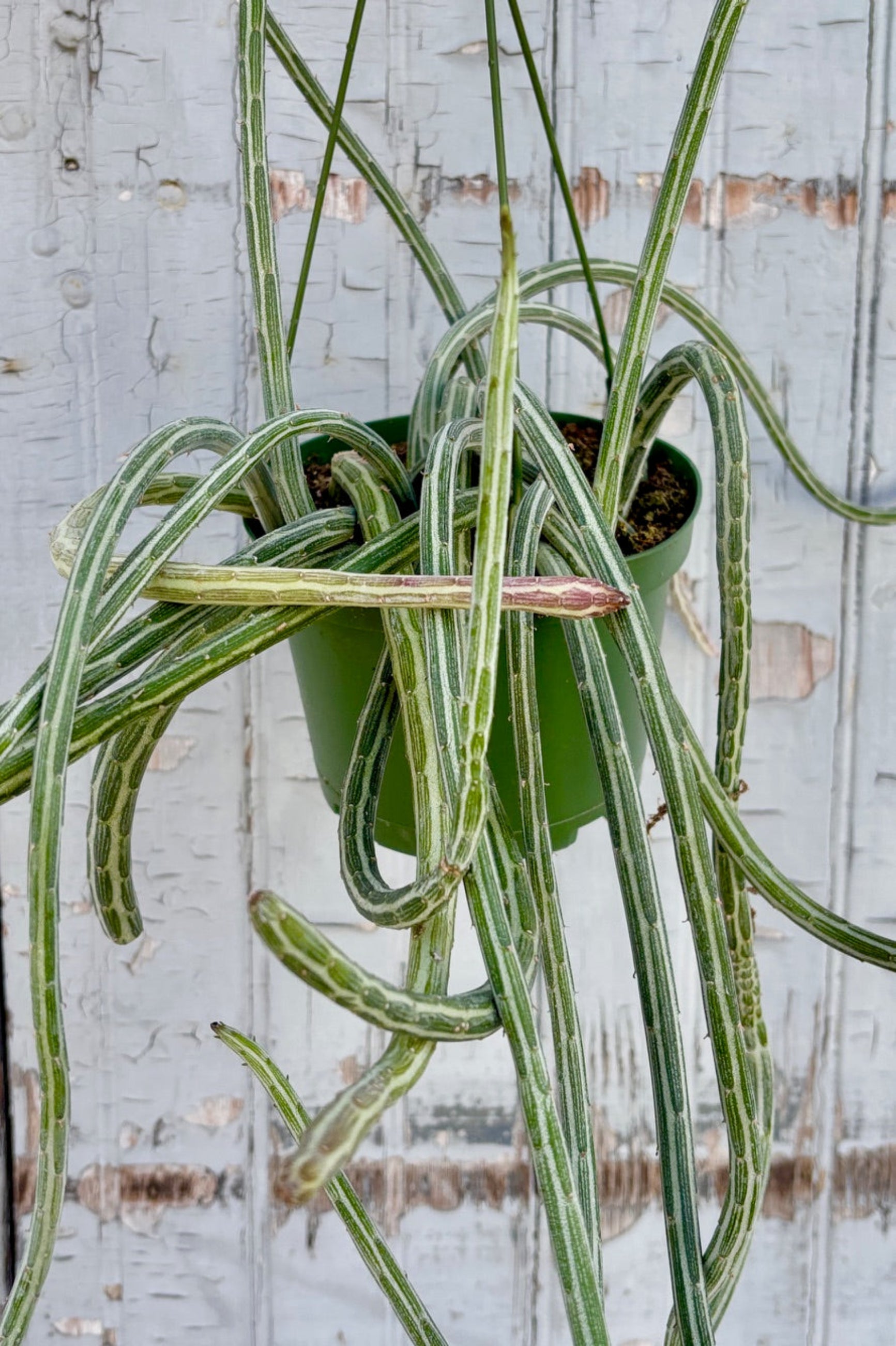 Trailing succulent, Senecio stapeliiformis in a 6" grow pot against a grey wall