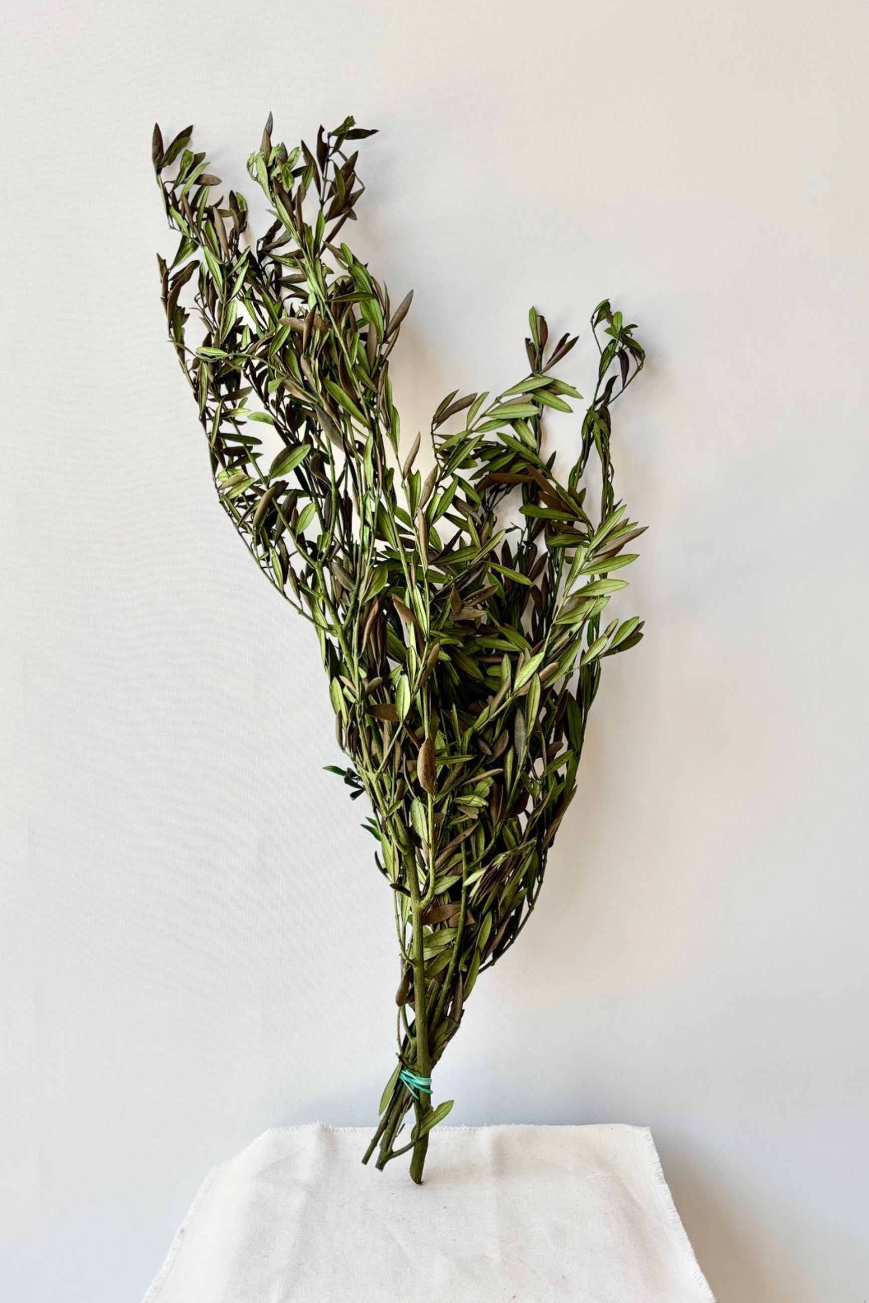 Naturally-preserved Olive branches in a bunch against a white background.