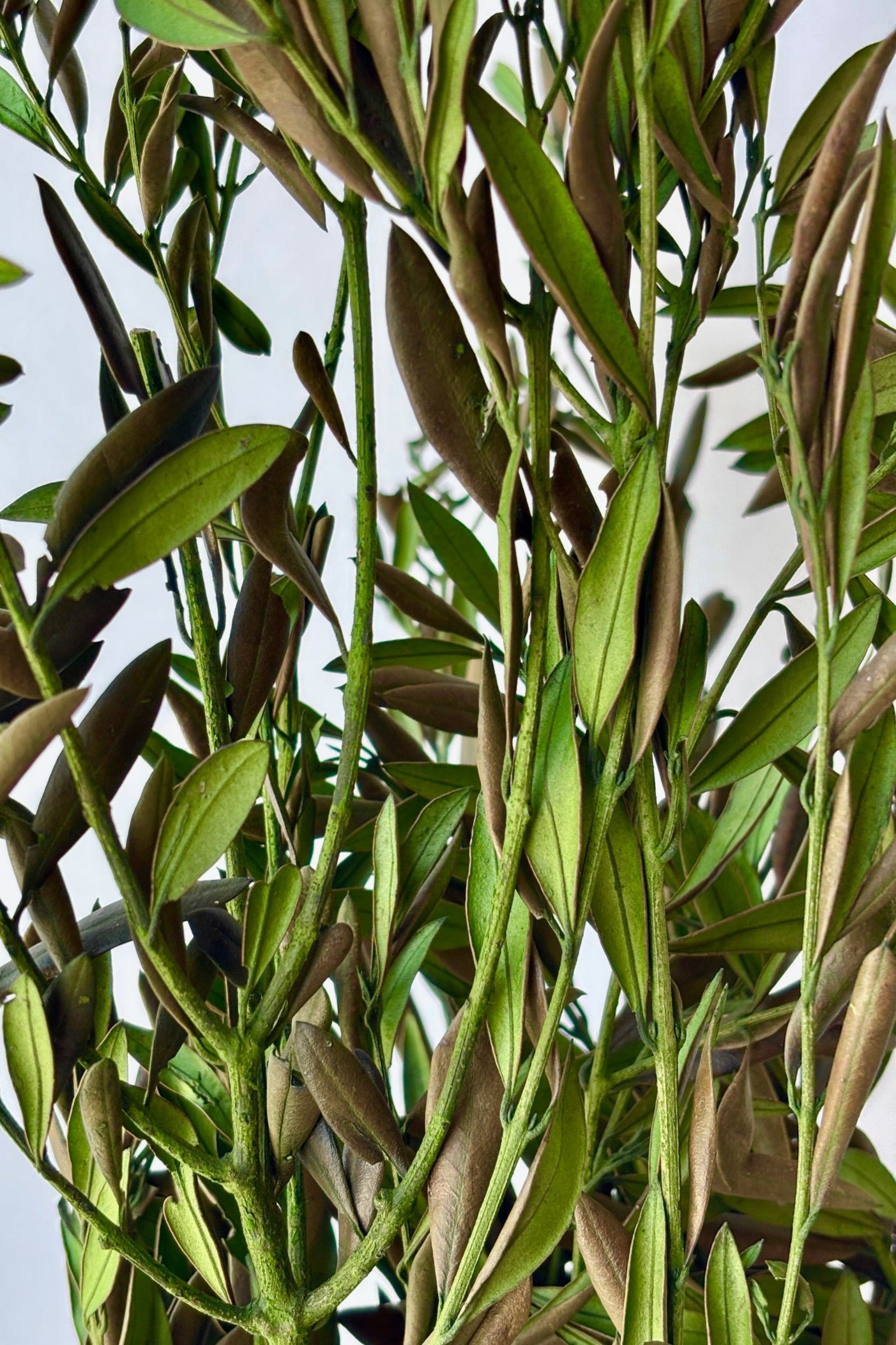 Close up of naturally-preserved Olive branches against a white background.