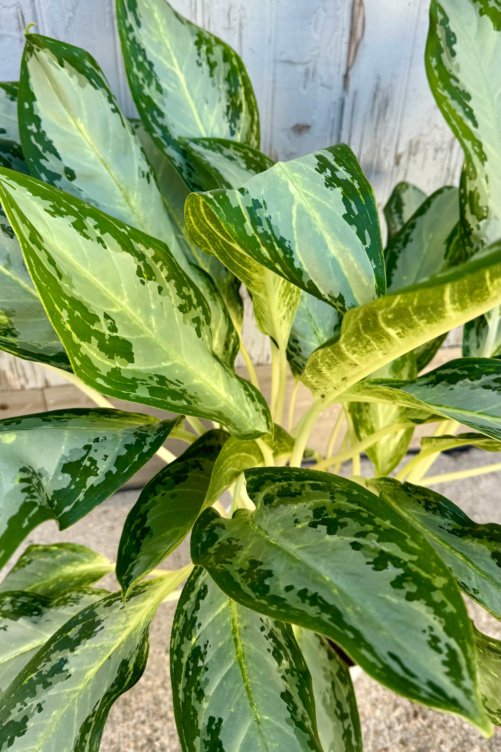 Detail of large oval shaped leaves with dark green patterning on the edge of the leaf with yellow stripes on tall white stems against a grey wall.