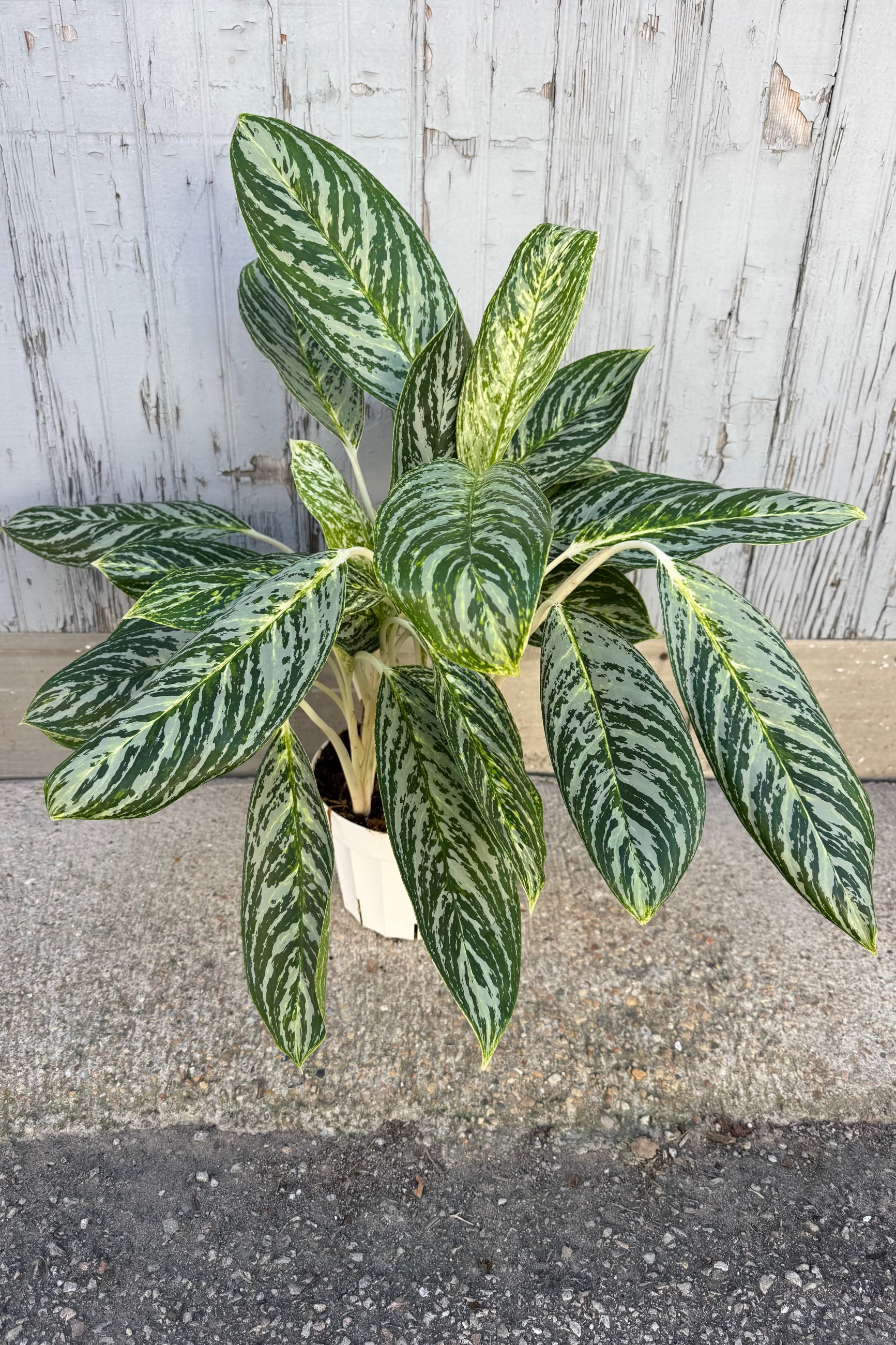  Aglaonema 'Golden Madonna' with light green oval shaped leaves and dark green striping on top of white stems against a grey background.