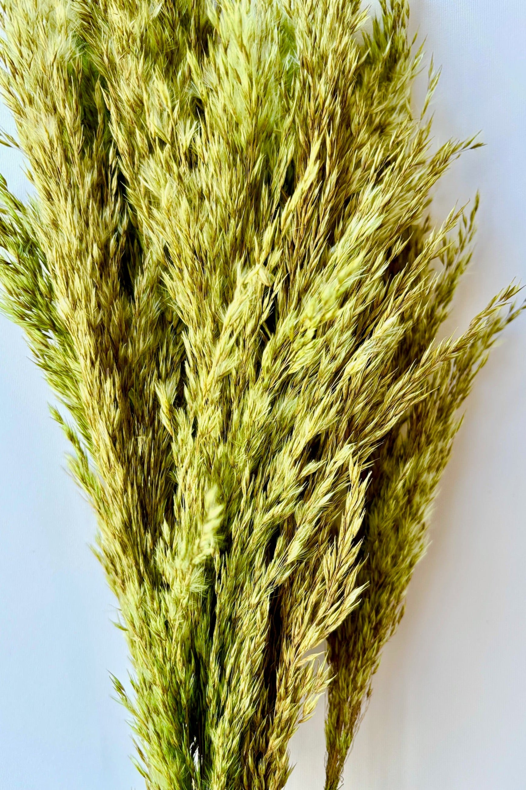 Close up of  Miscanthus sinensis, light olive green color against white background