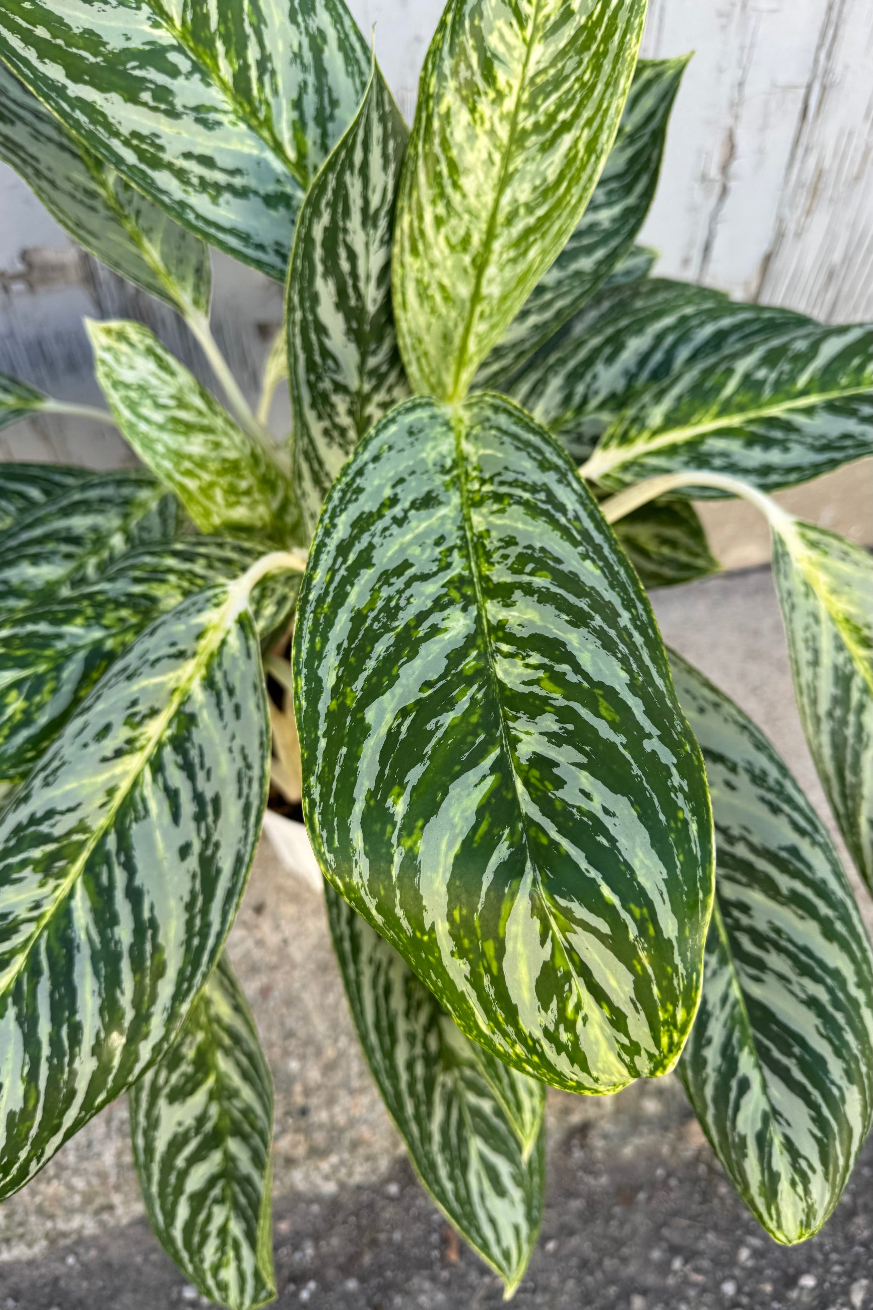 Aglaonema 'Golden Madonna' with light green oval shaped leaves and dark green striping on top of white stems against a grey background.