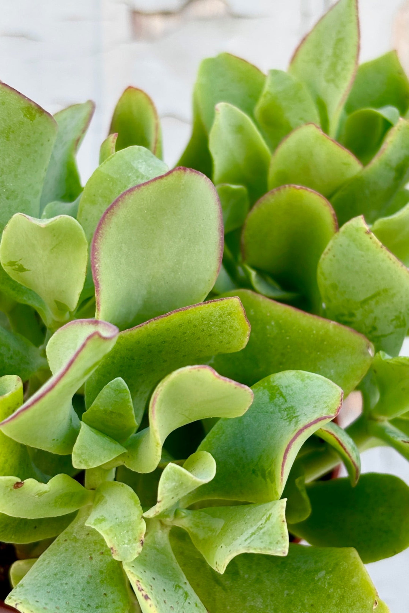 Close up of 4" pot of  Crassula aborescens undulatifolia against a grey wall