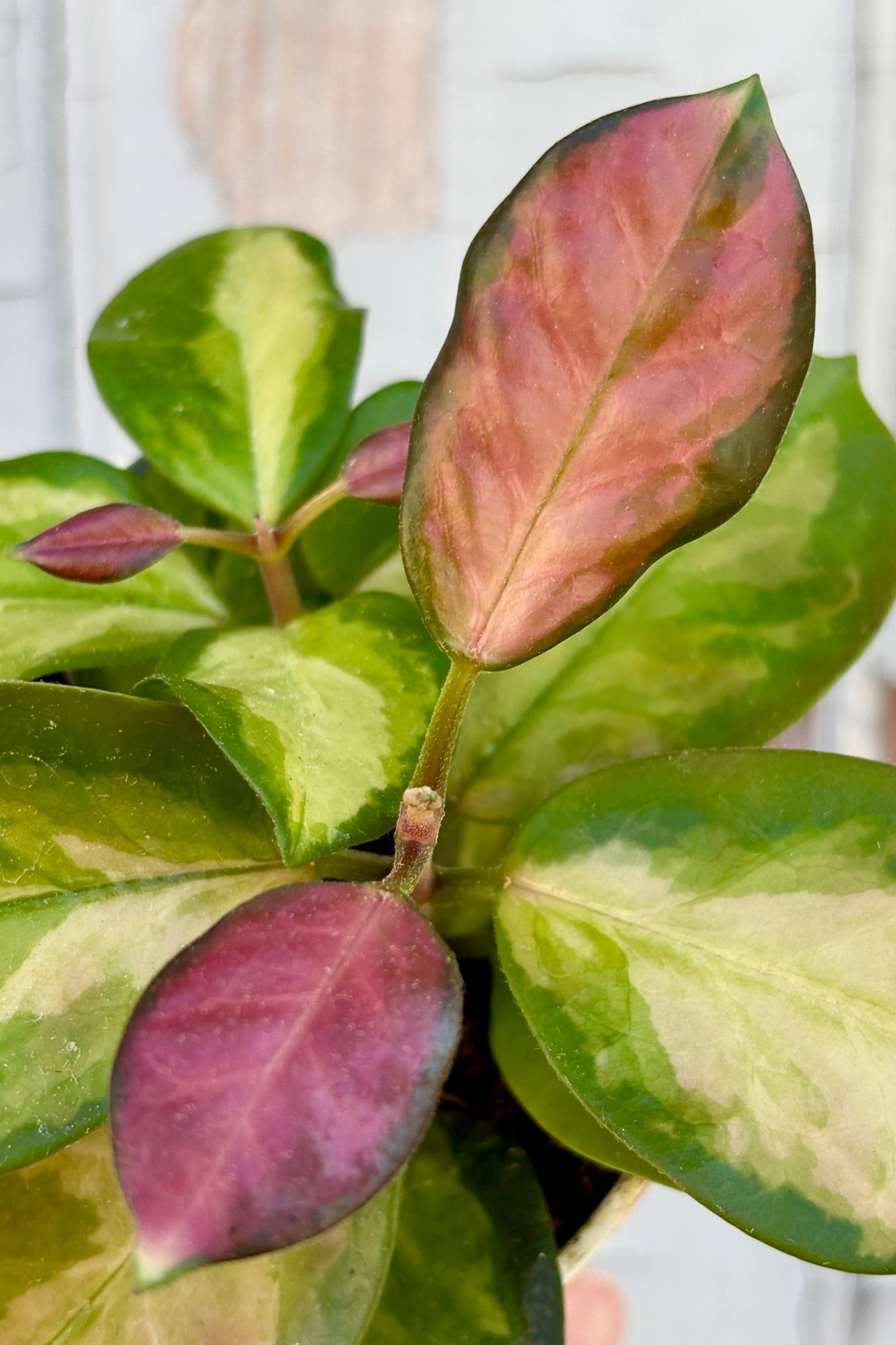 Close up of 4" pot of  Hoya australis 'Lisa' with thick ovate green, yellow and red leaves