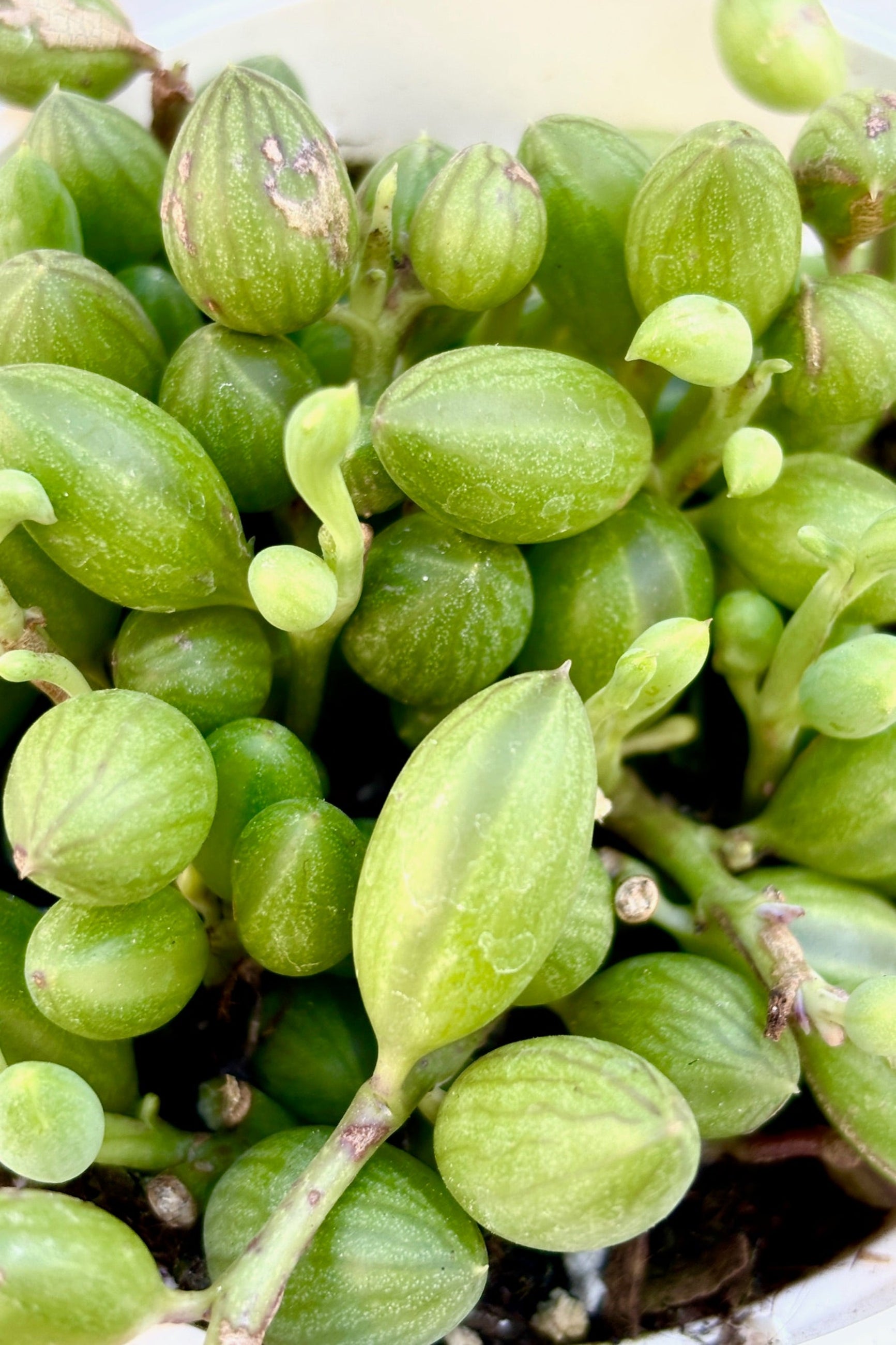 Close up of Senecio herreanus, or "String of Watermelons" 