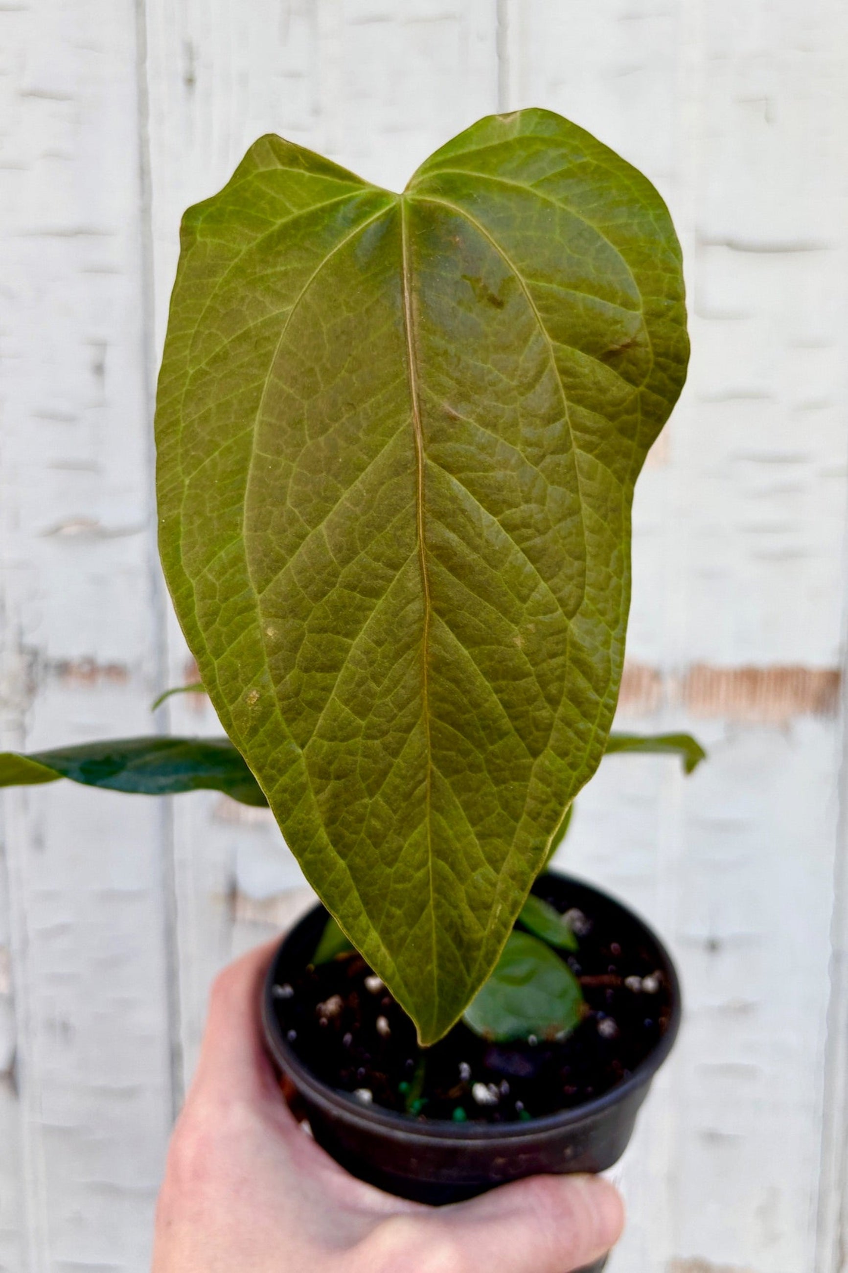 Leaf detail of Anthurium 'Queen of Hearts' against a grey wall