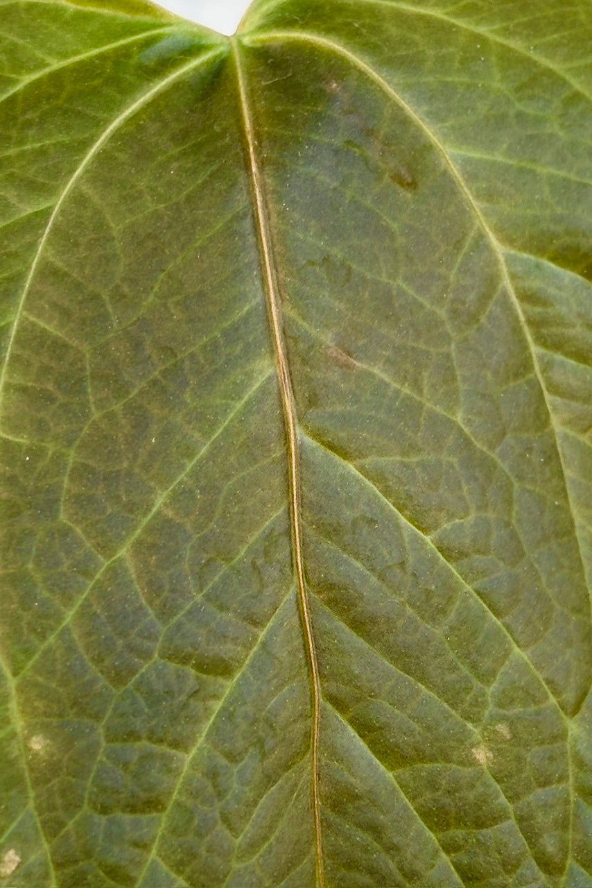 Close up of Anthurium 'Queen of Hearts' leaf