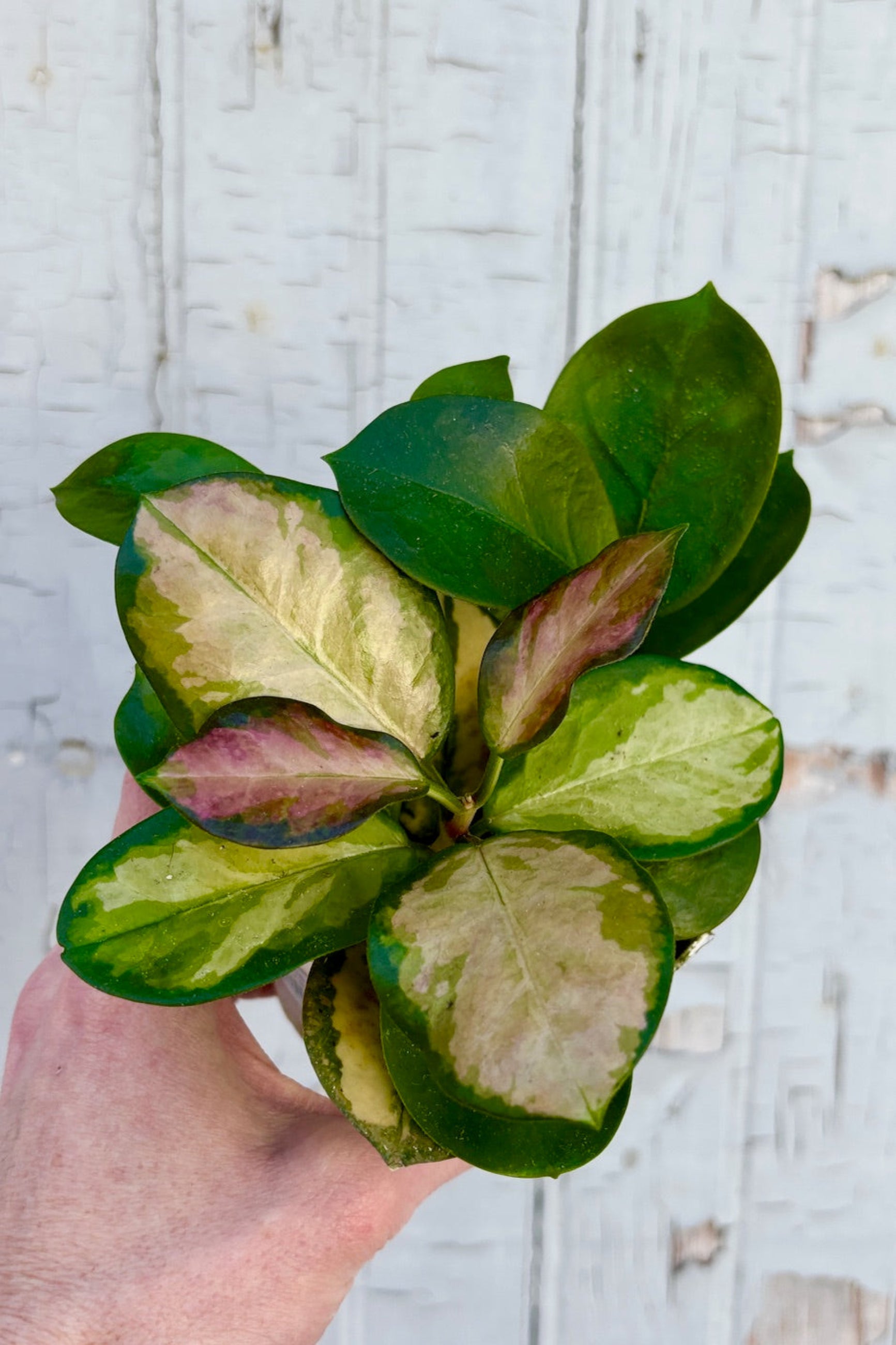 4" pot of  Hoya australis 'Lisa' with thick ovate green, yellow and red leaves against a grey wall