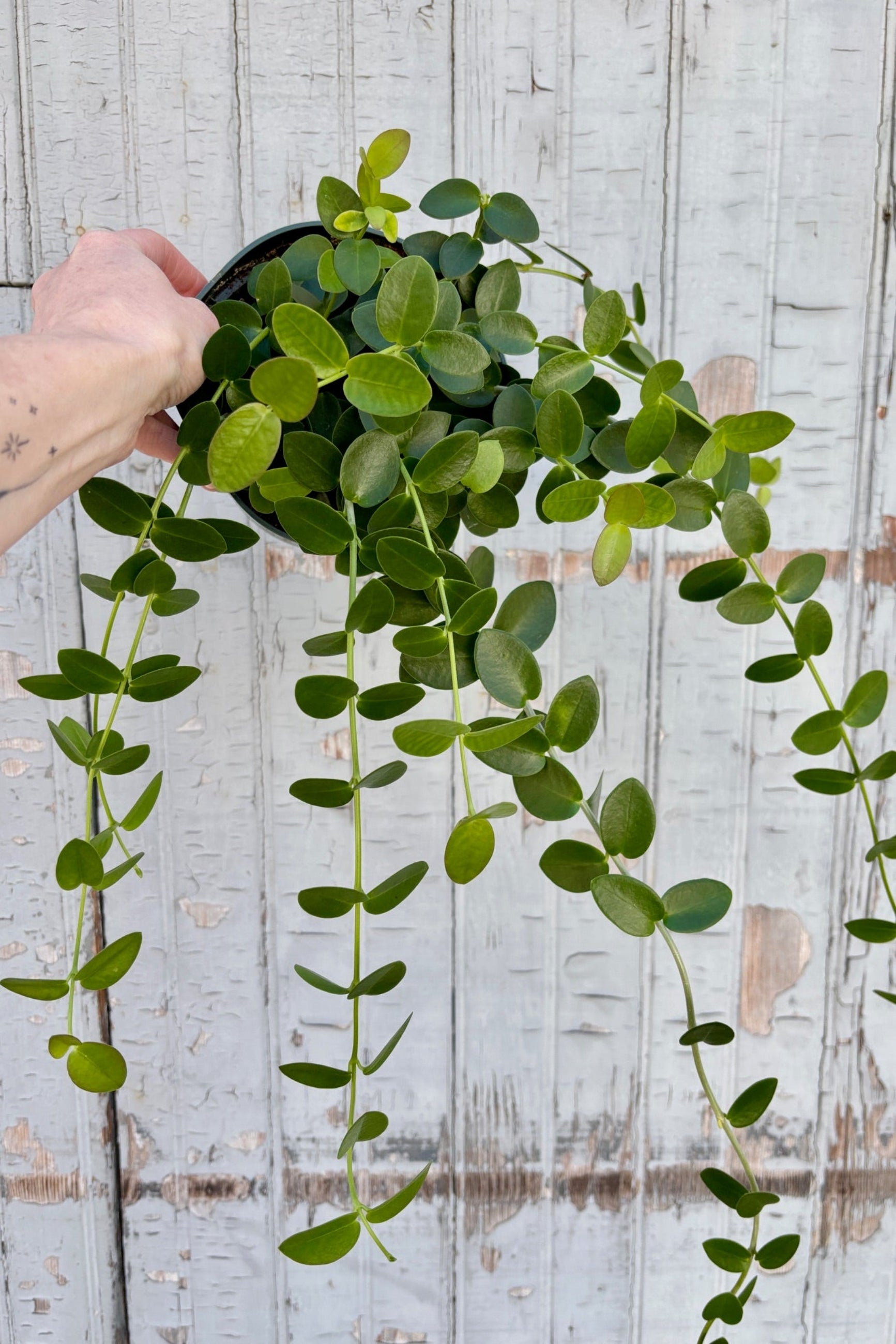 Hoya cumingiana with trailing vines in a 6" pot against a grey wall.