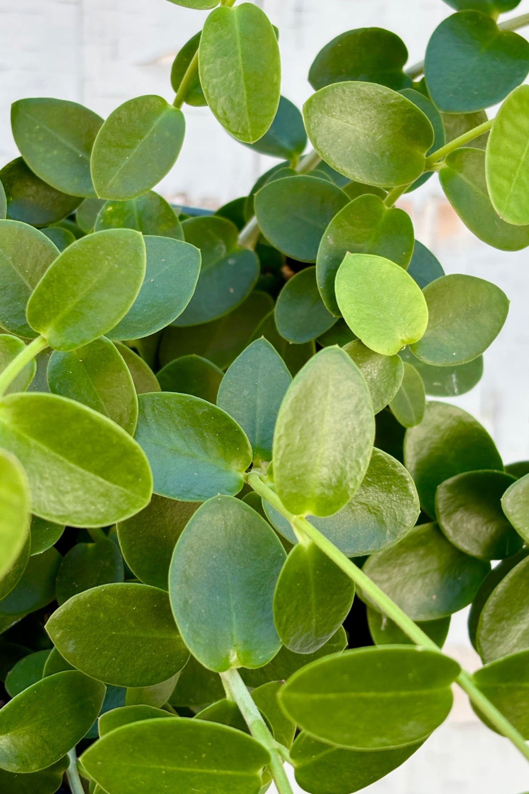Close up of Hoya cumingiana against a grey wall. 