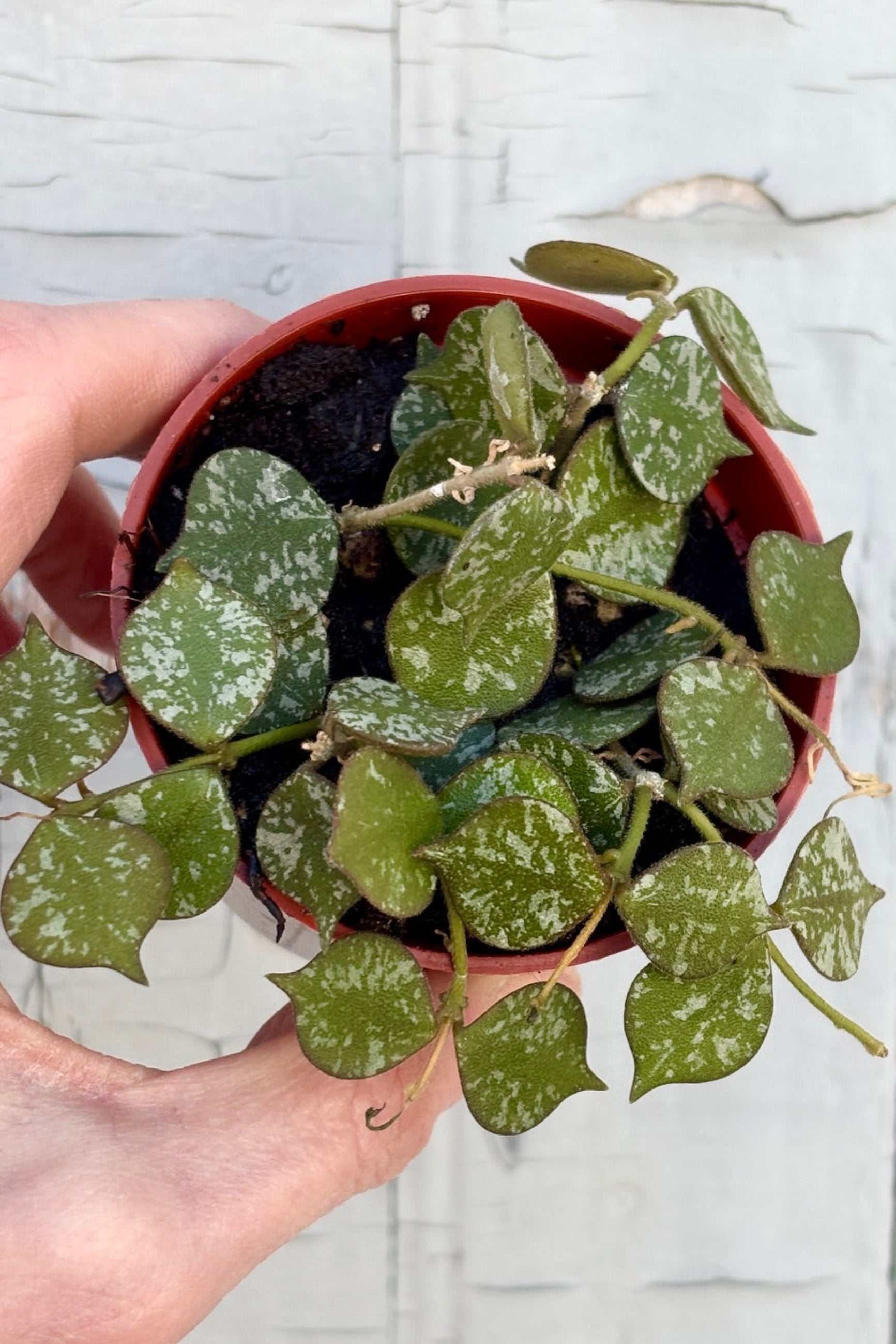 Hoya curtisii in a 3" pot against a grey wall