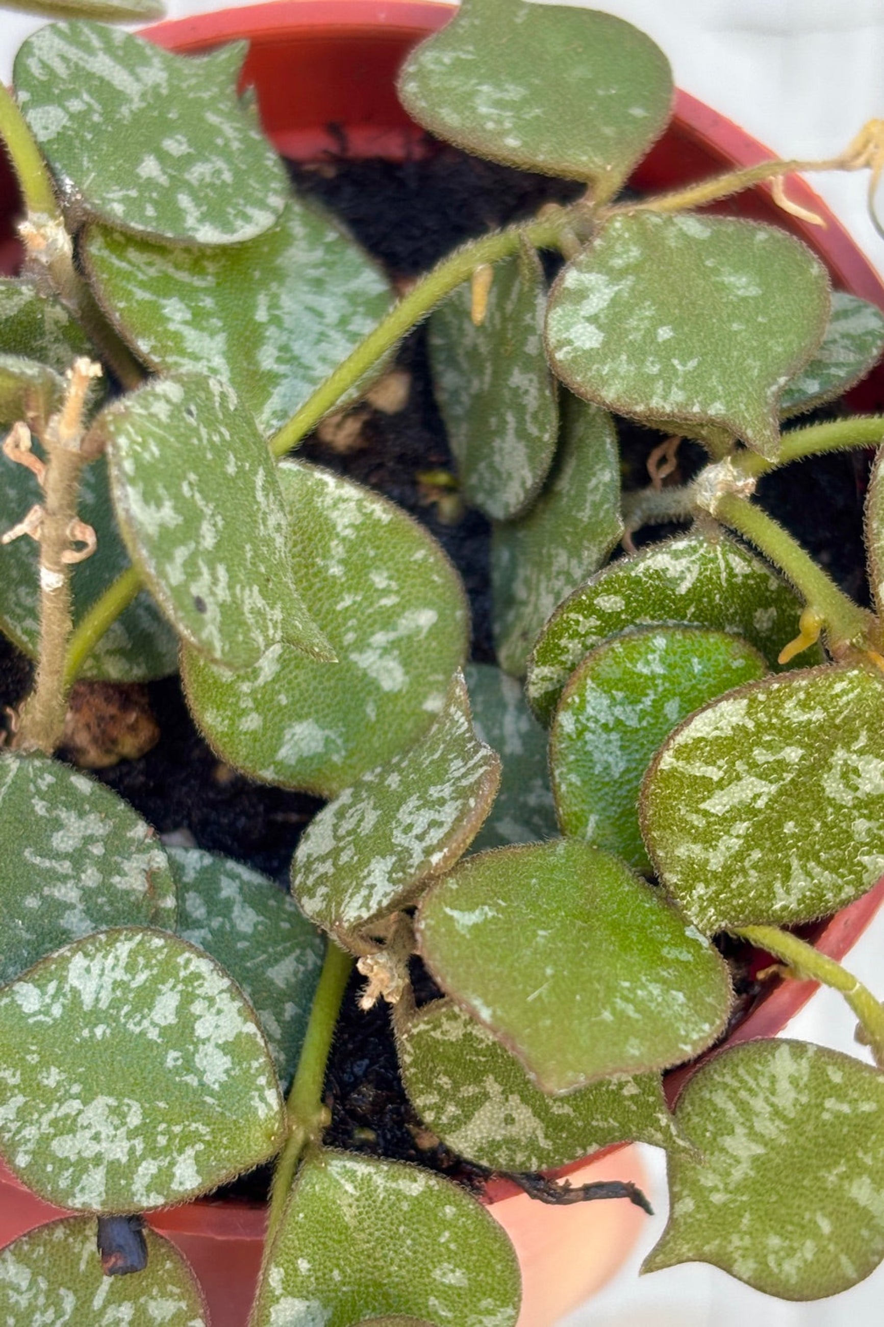 Hoya curtisii in a 3" pot against a grey wall