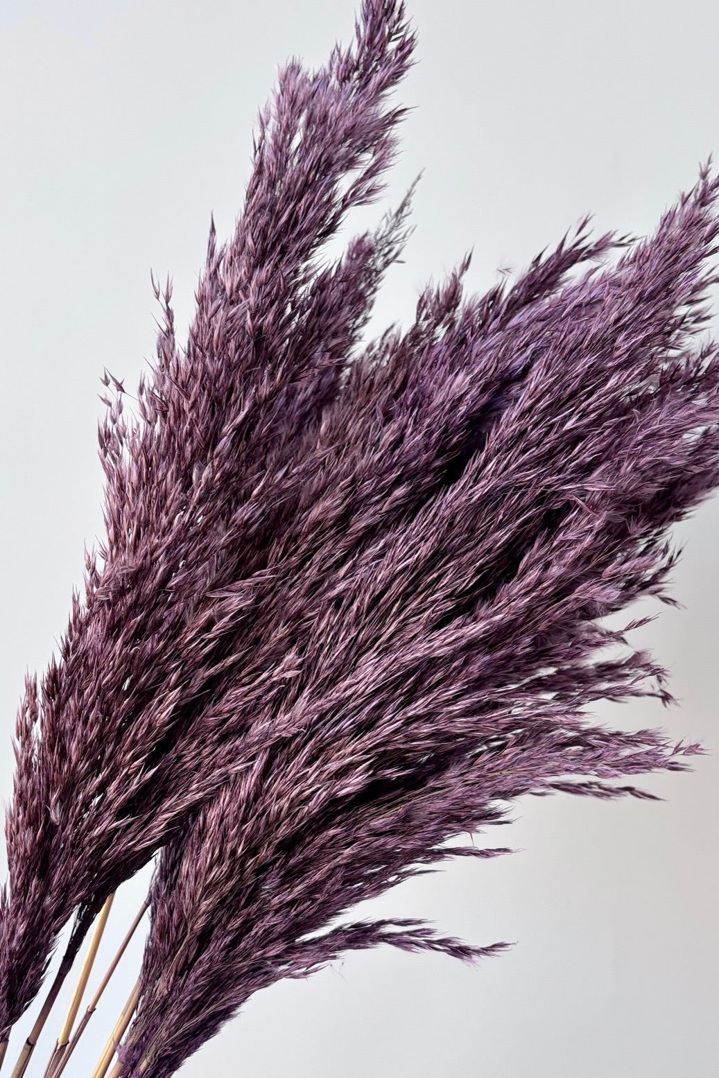 Close up of Pluma mini purple against white wall