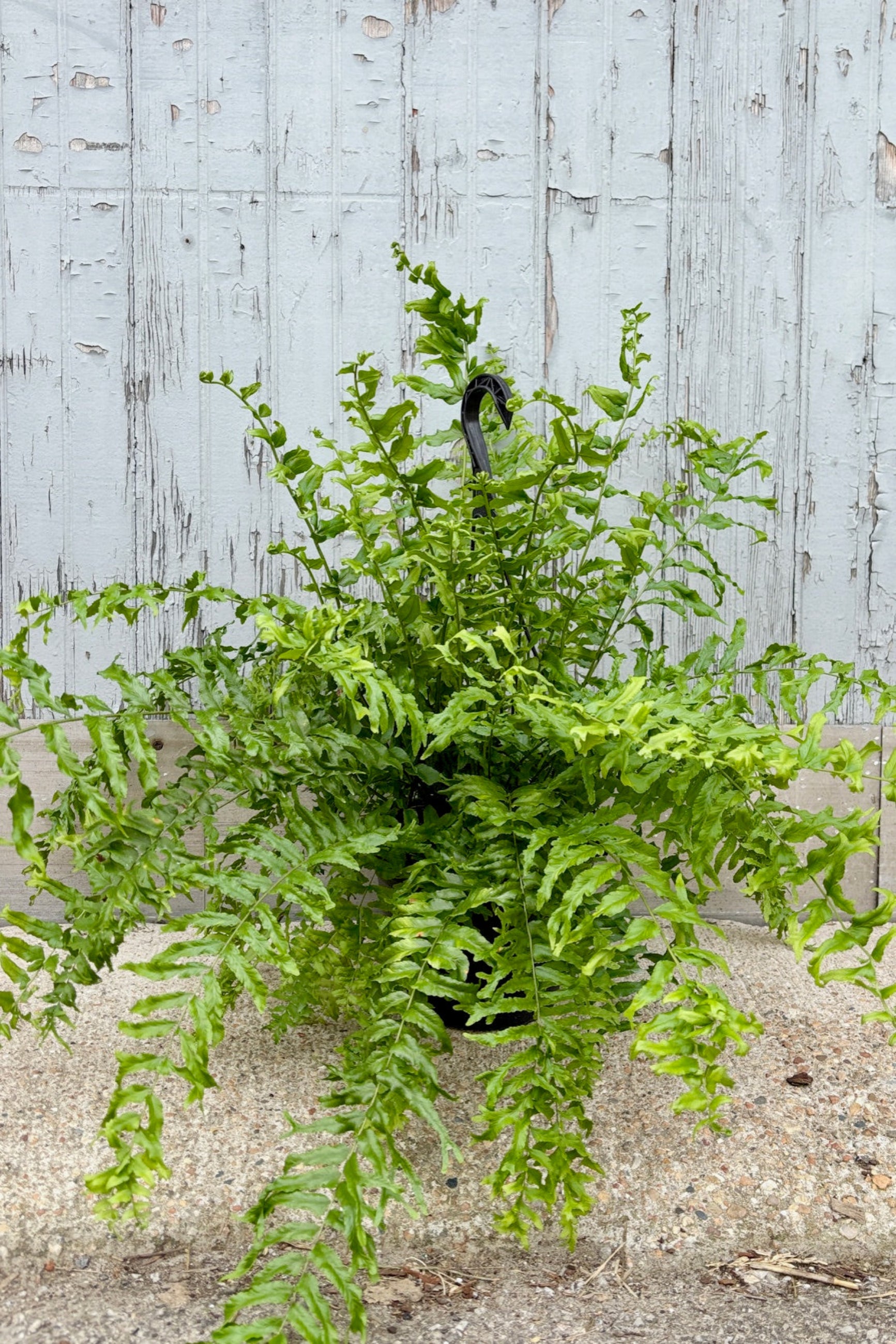Nephrolepis falcata 'Furcans' "Fishtail" fern in an 8" pot against a grey background