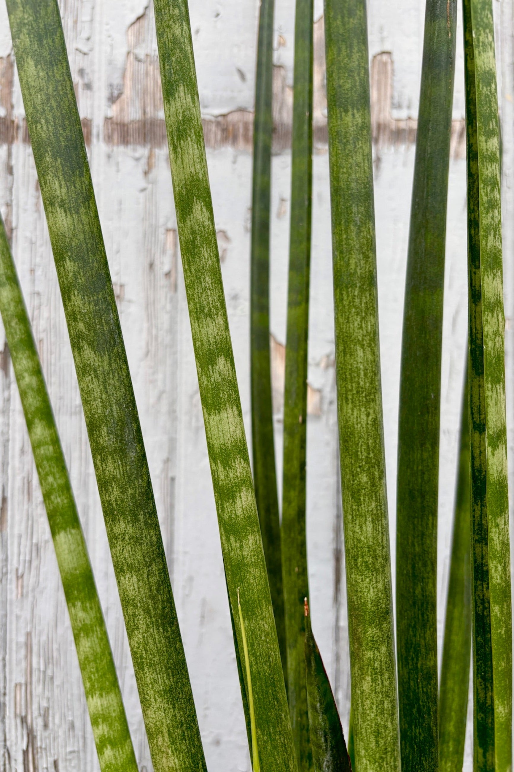 Close up of leaves on Sansevieria cylindrica 'African Spears' against a grey wall