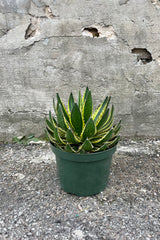 Side view of Agave Lurida Quadricolor with dark green leaves and a light green stiripe in the center and yellow margins against grey background