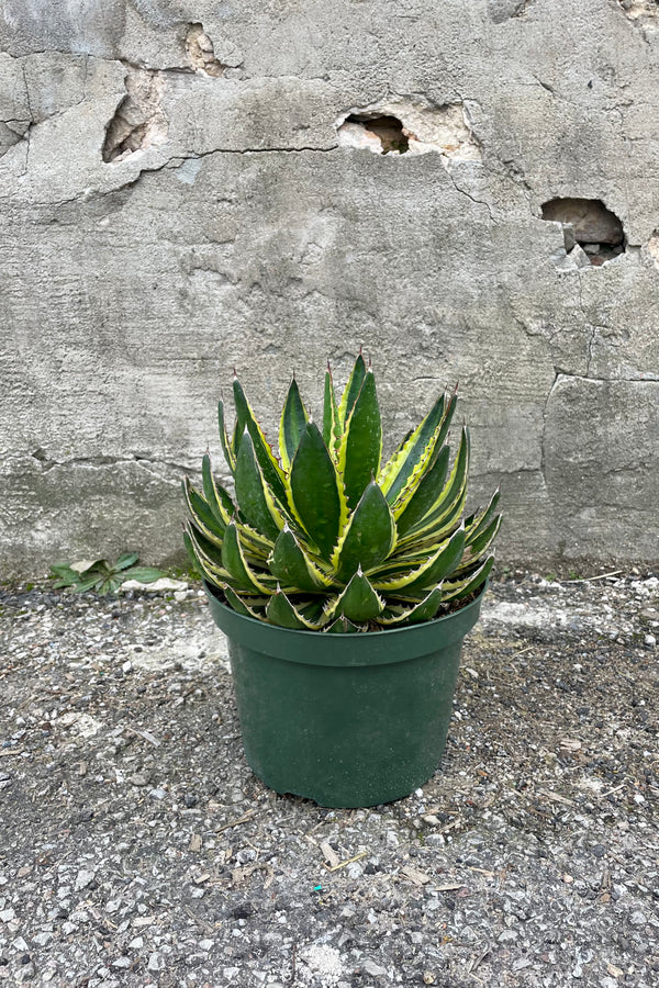 Side view of Agave Lurida Quadricolor with dark green leaves and a light green stiripe in the center and yellow margins against grey background