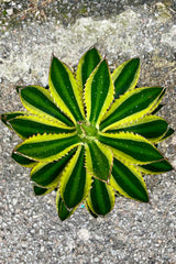 Close up of Agave Lurida Quadricolor with dark green leaves and a light green stiripe in the center and yellow margins against grey background