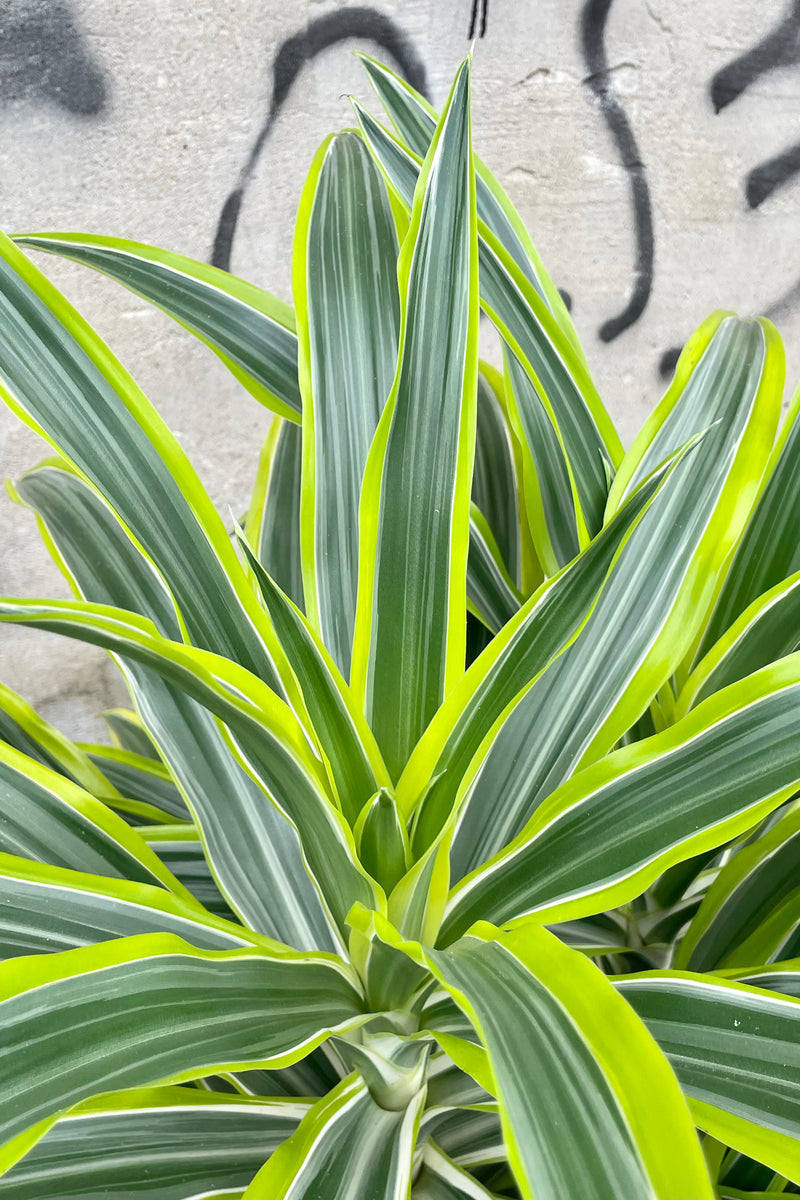 Close photo of bright neon green and dark green striped leaves of Dracaena deremensis 'Lemon Lime'