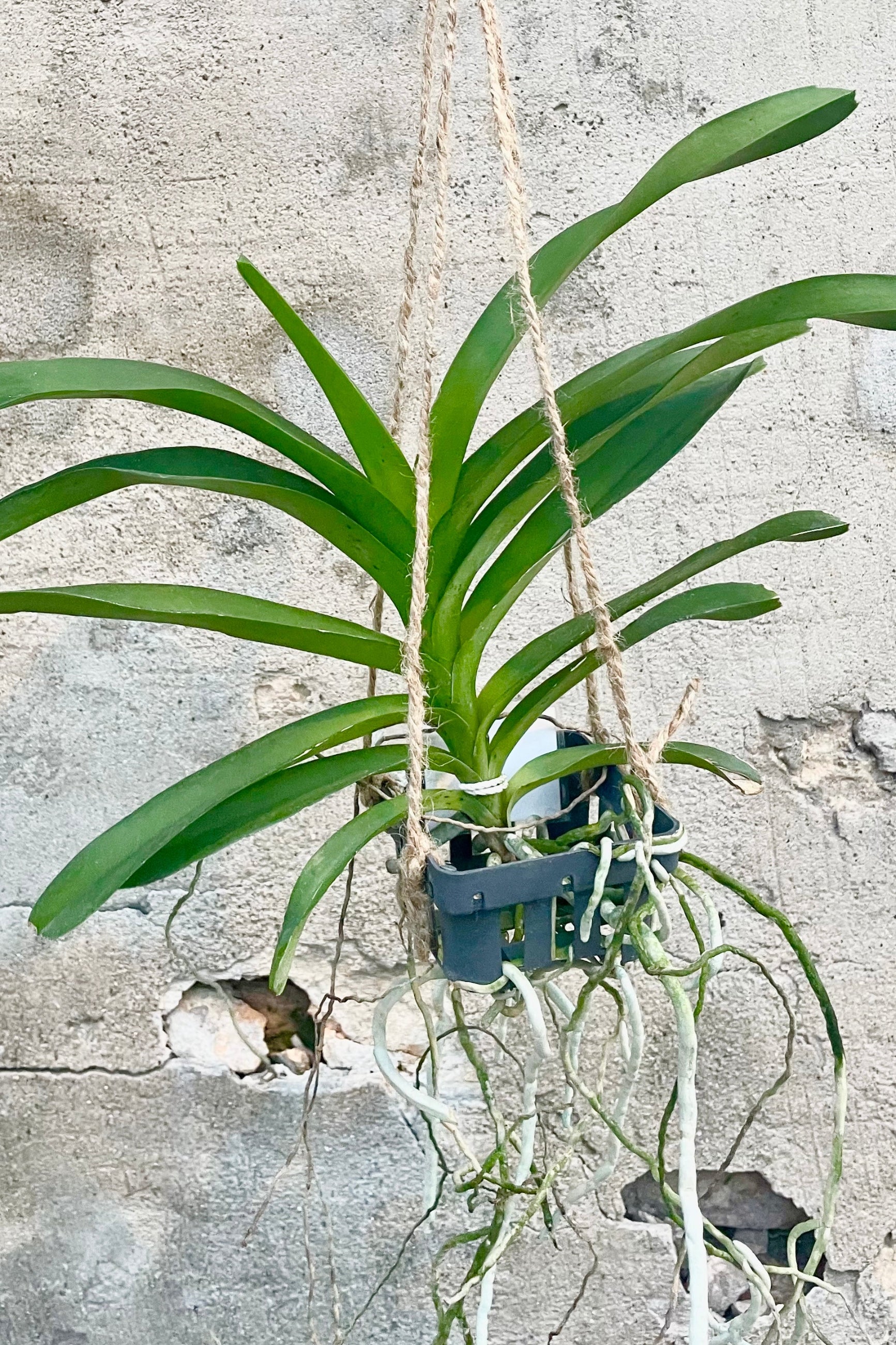 Vanda orchid with green leaves and silvery white roots in black slatted basket against cement wall ©Sprout Home