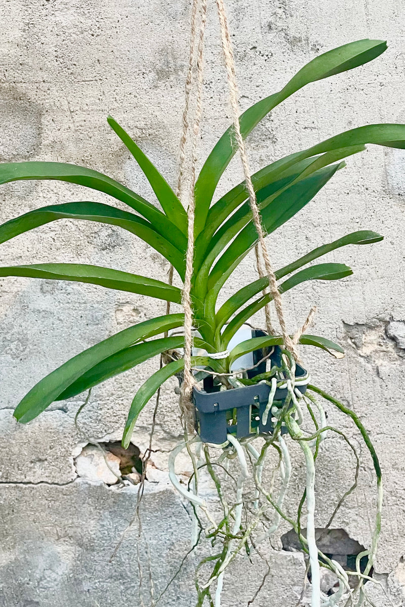 Vanda orchid with green leaves and silvery white roots in black slatted basket against cement wall