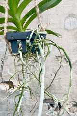Close up of Vanda orchid with green leaves and silvery white roots in black slatted basket against cement wall